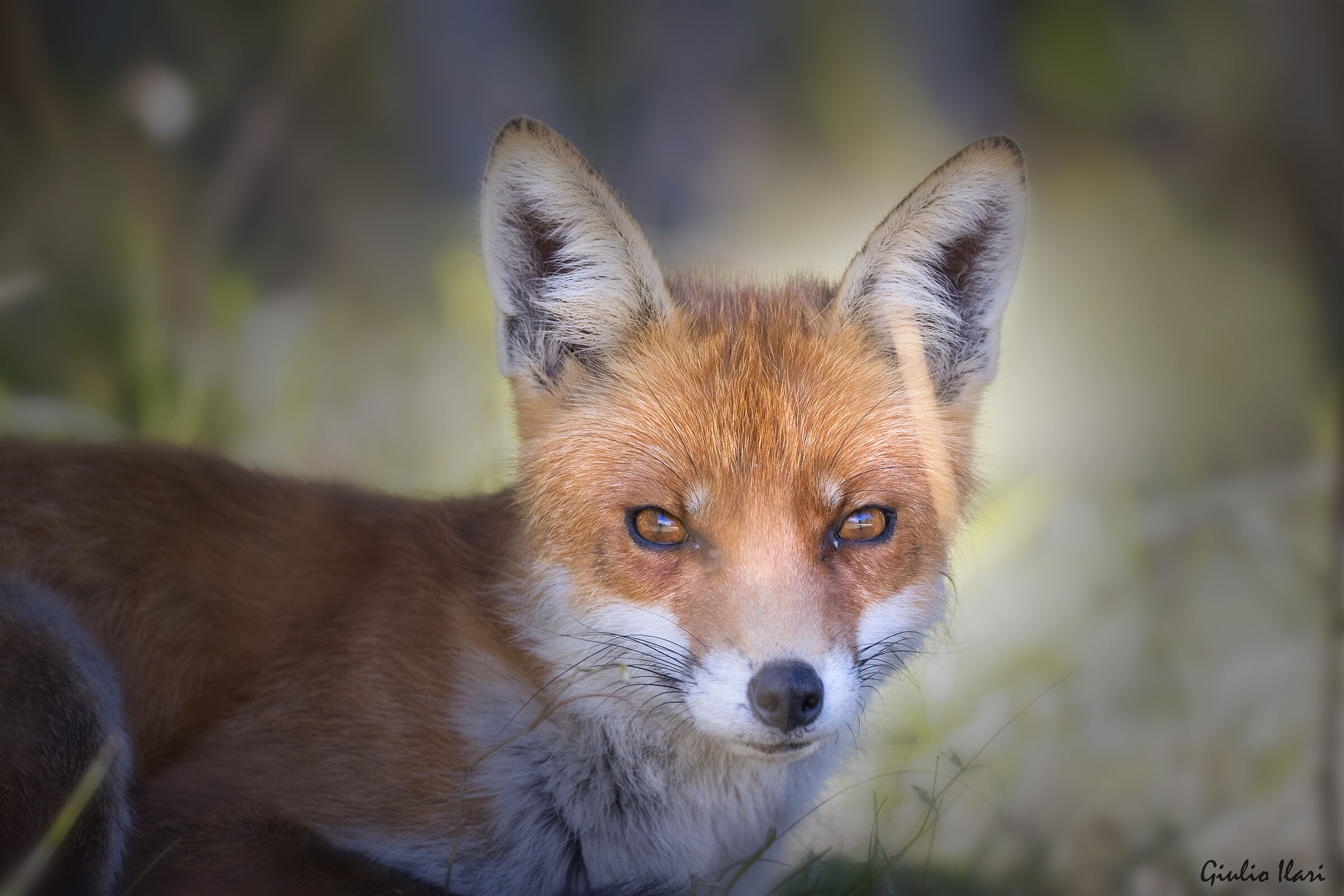 Fox