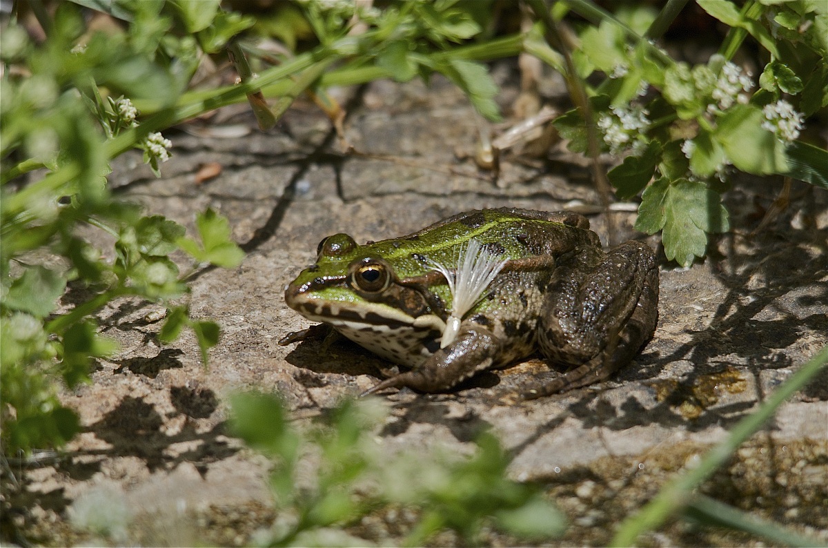 La rana con la scopa