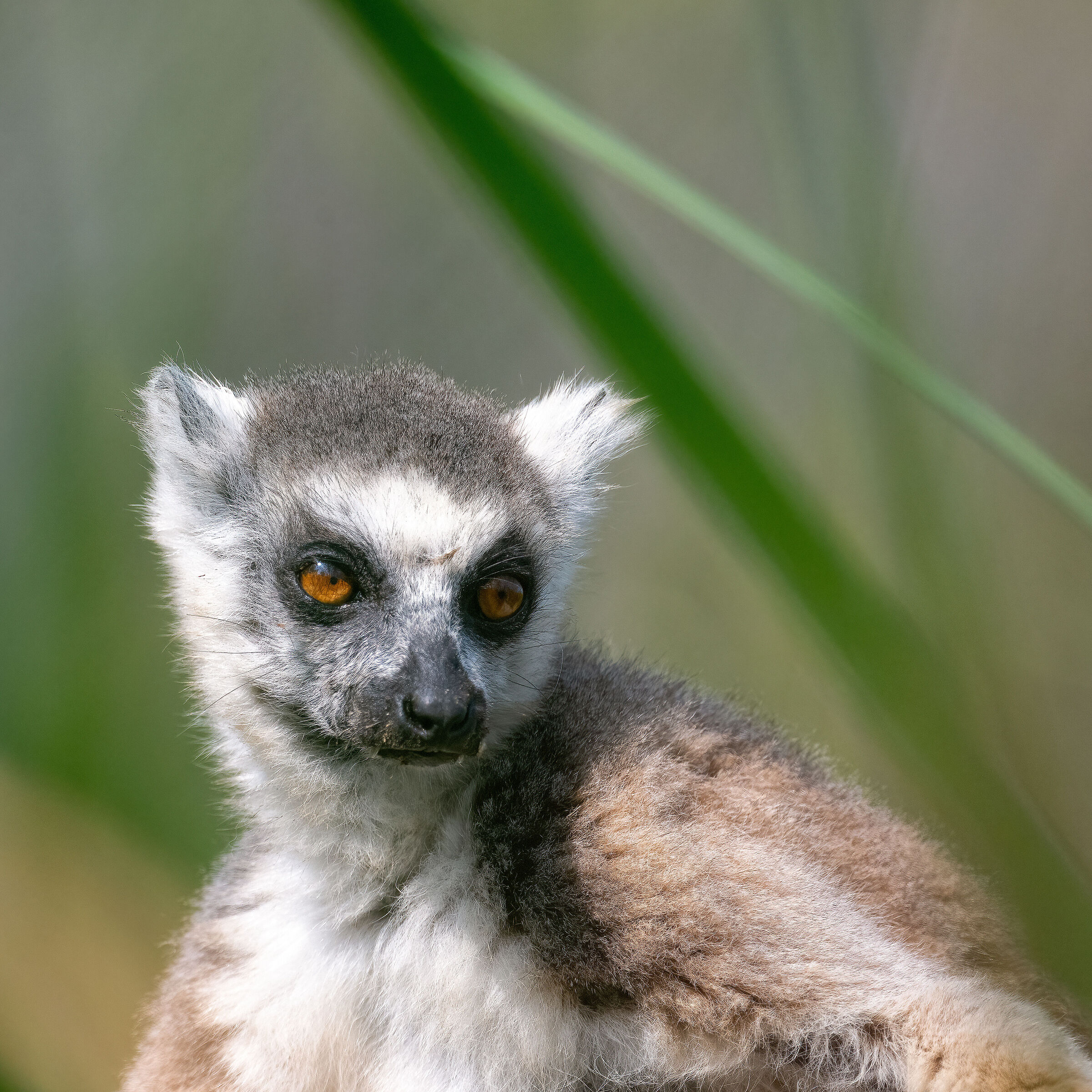 Lemur