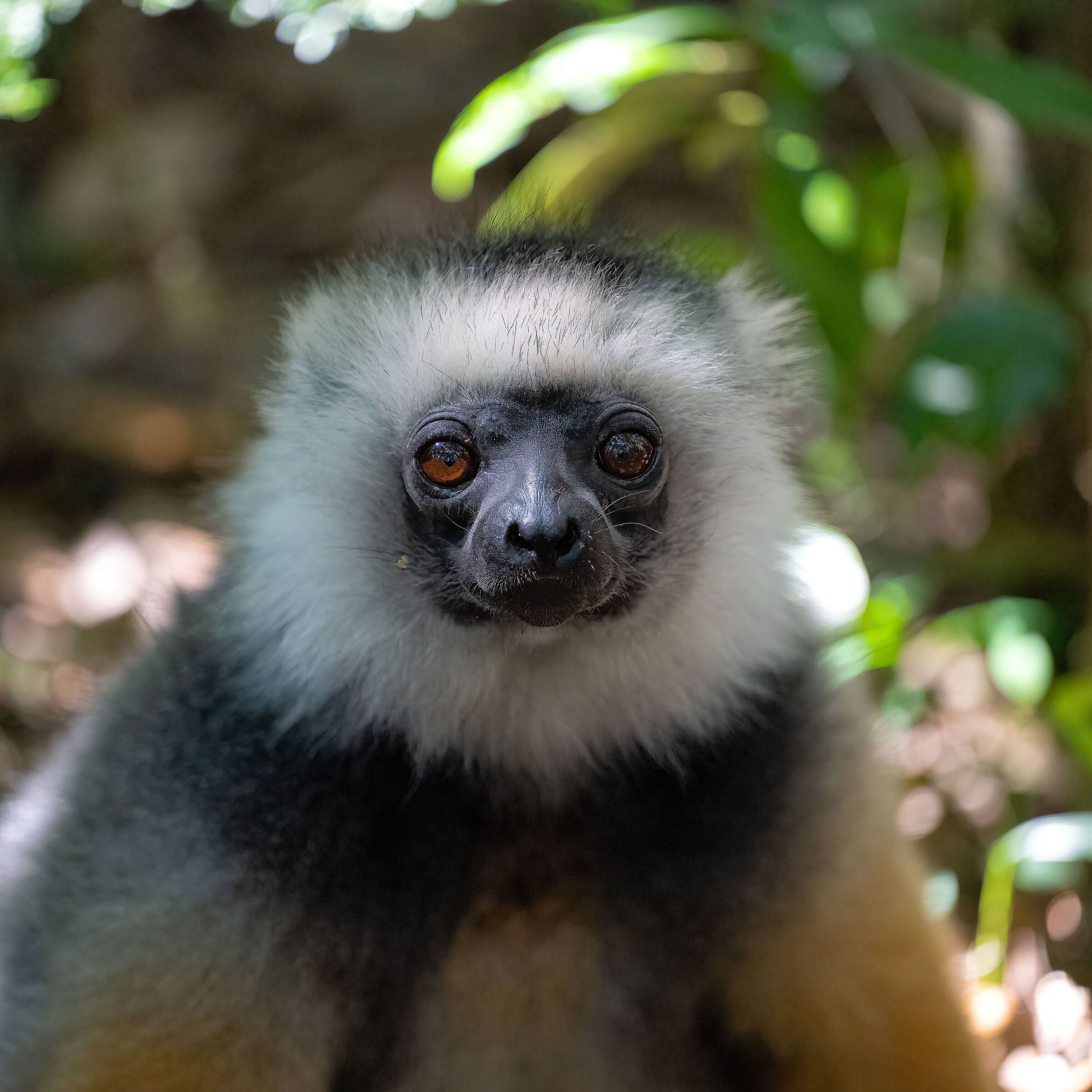 Lemur