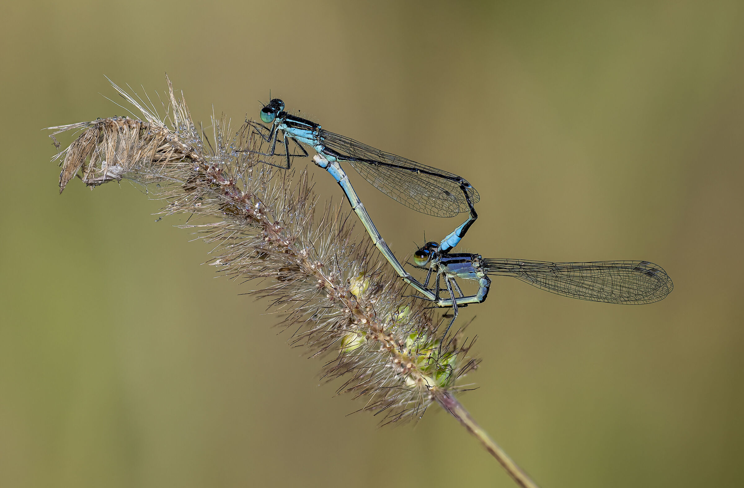 Sex in the garden #2