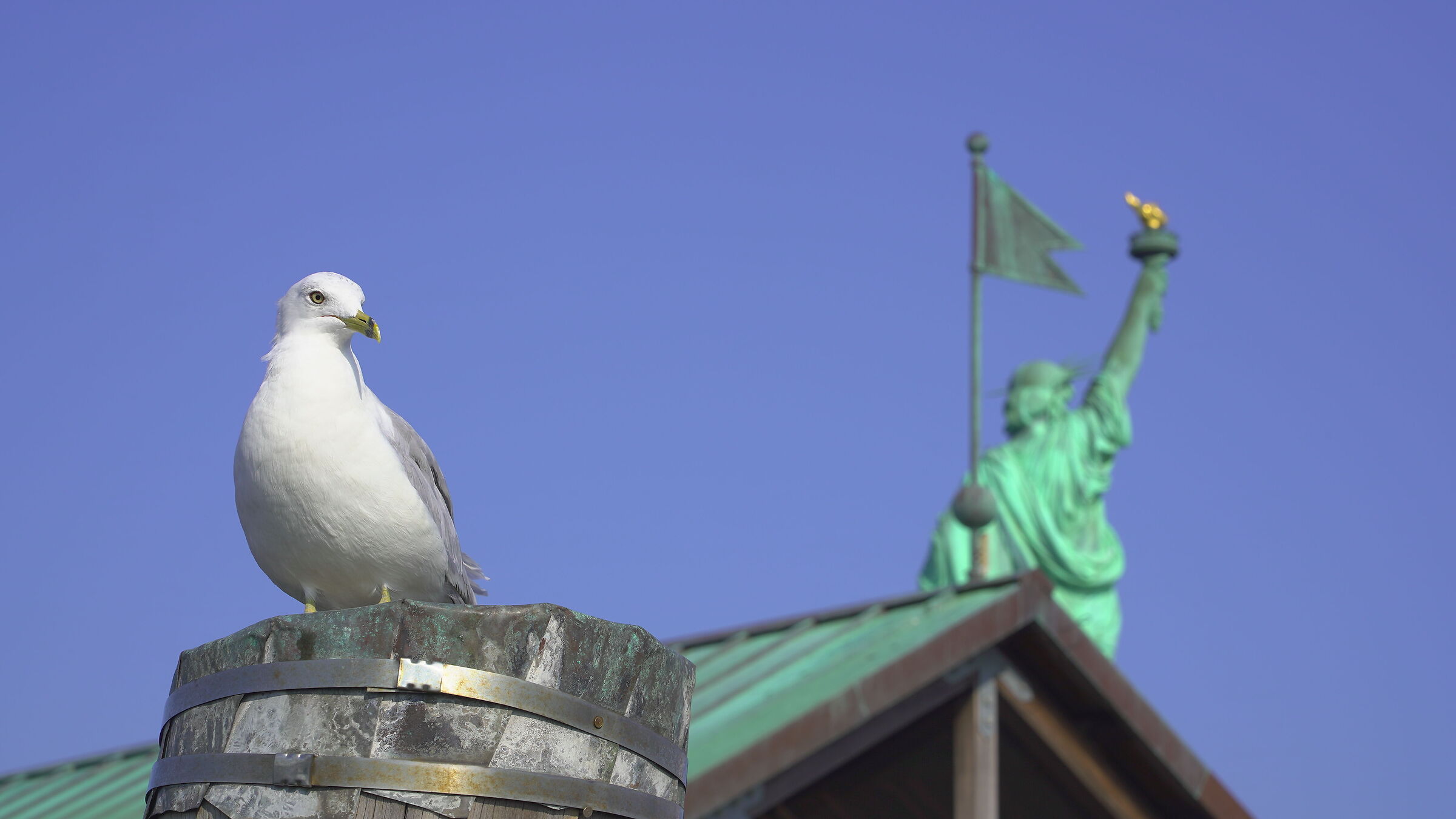 El Chapo of Liberty Island