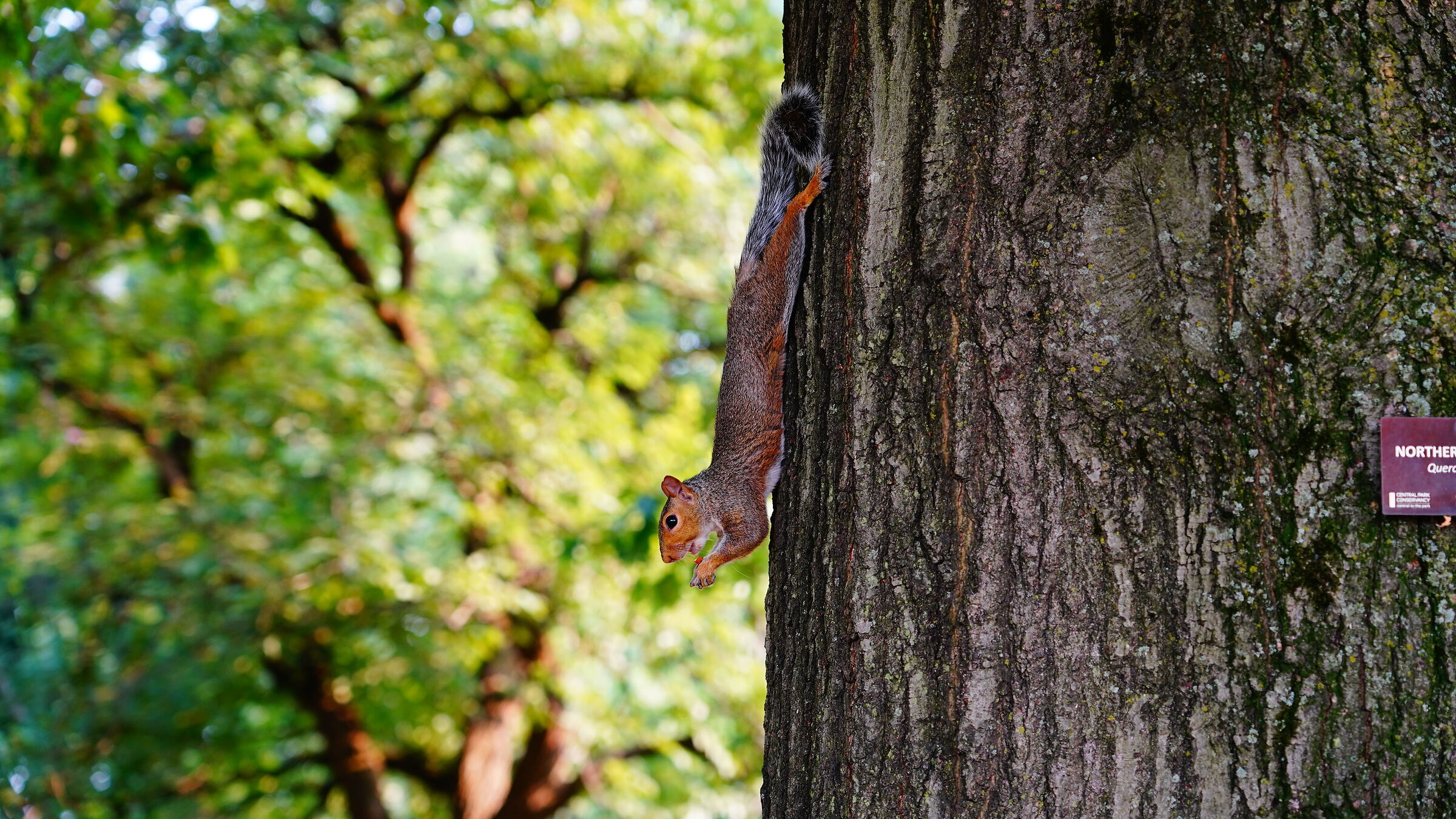 Acrobatic squirrels