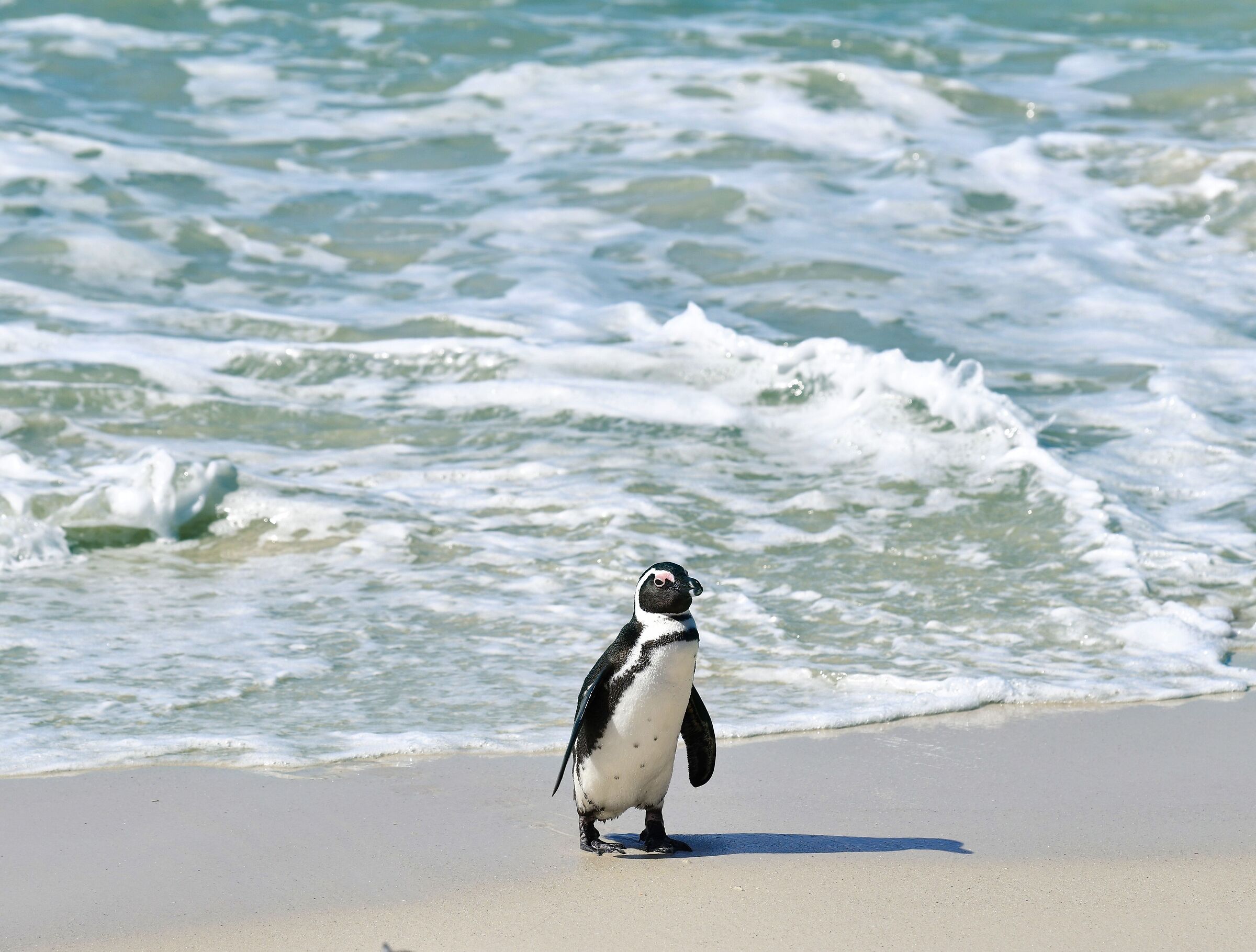 South African penguin