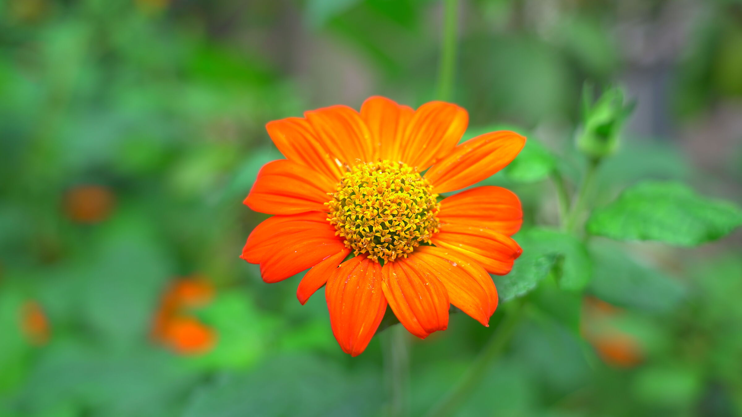 Mexican Sunflower