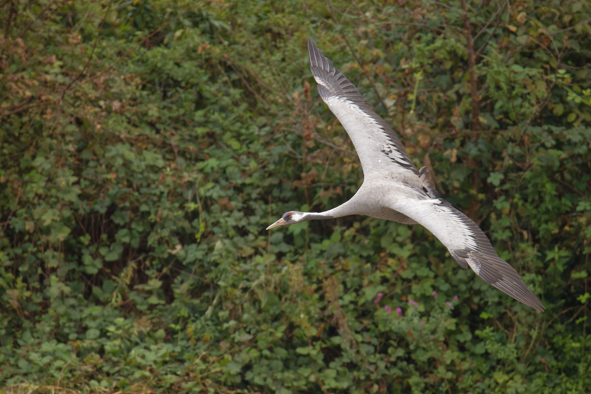 Grey crane in flight