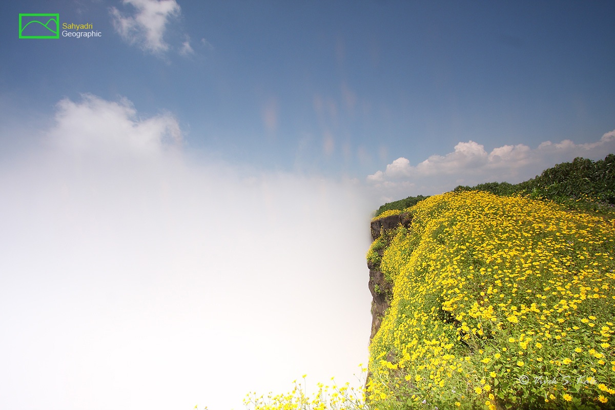 Fiori di campo con la nube scoppio verticale