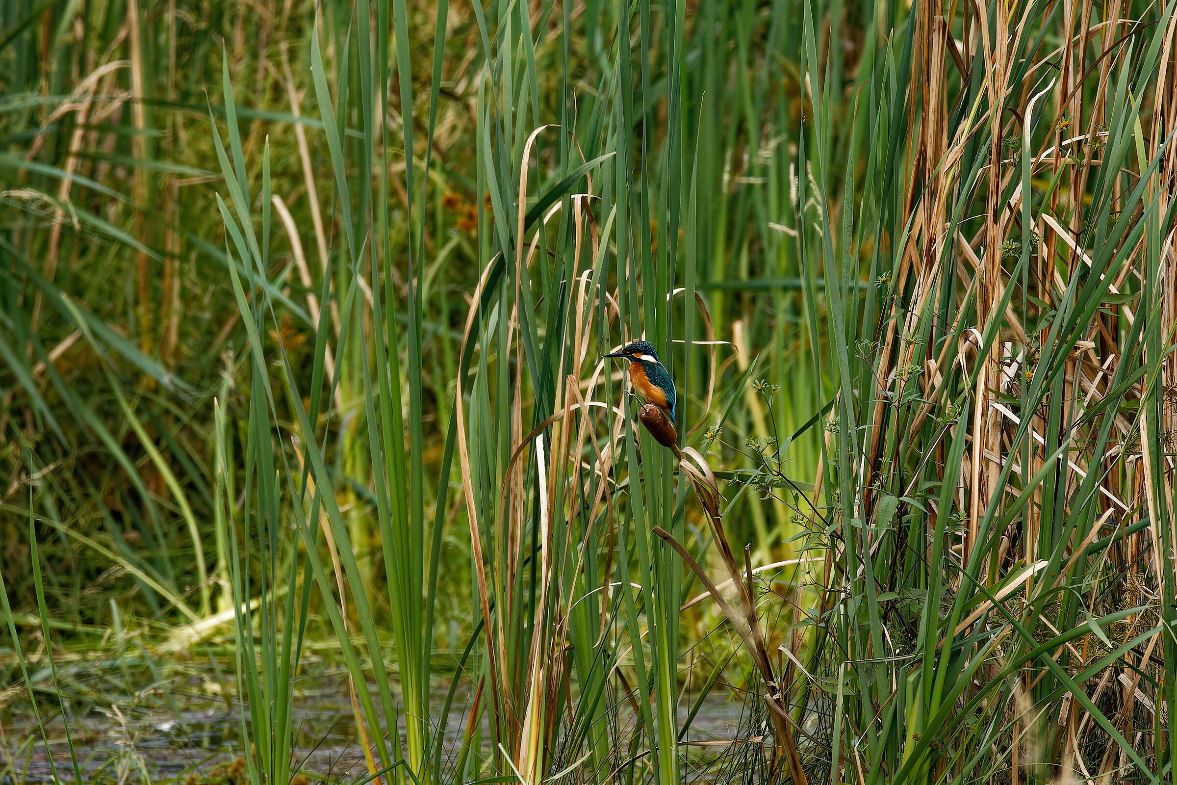 Kingfisher - among the cool branches