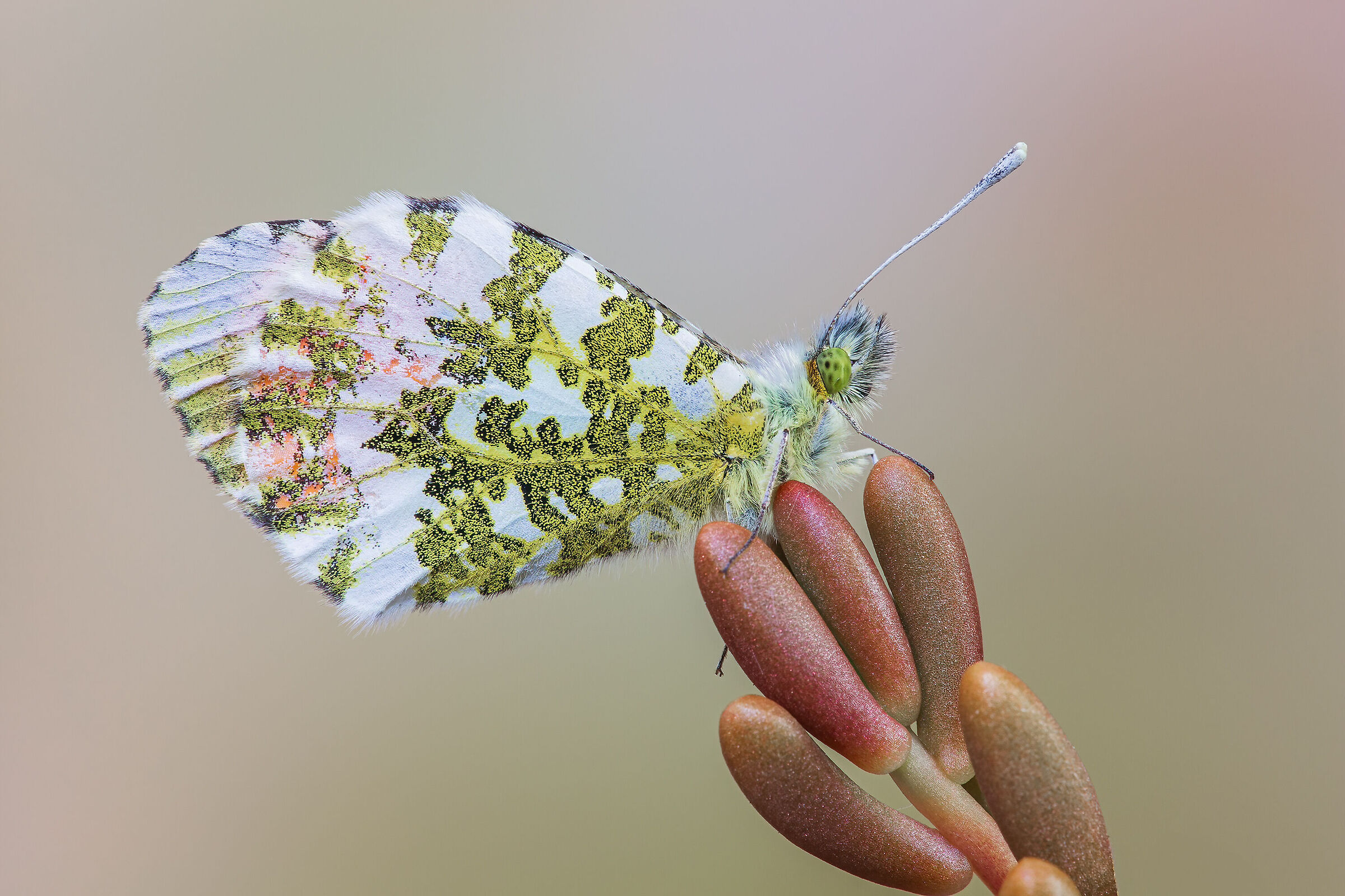 Anthocharis cardamines a little peeled