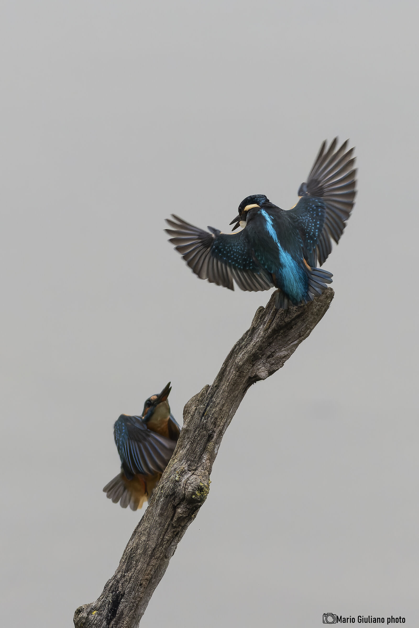 Kingfisher