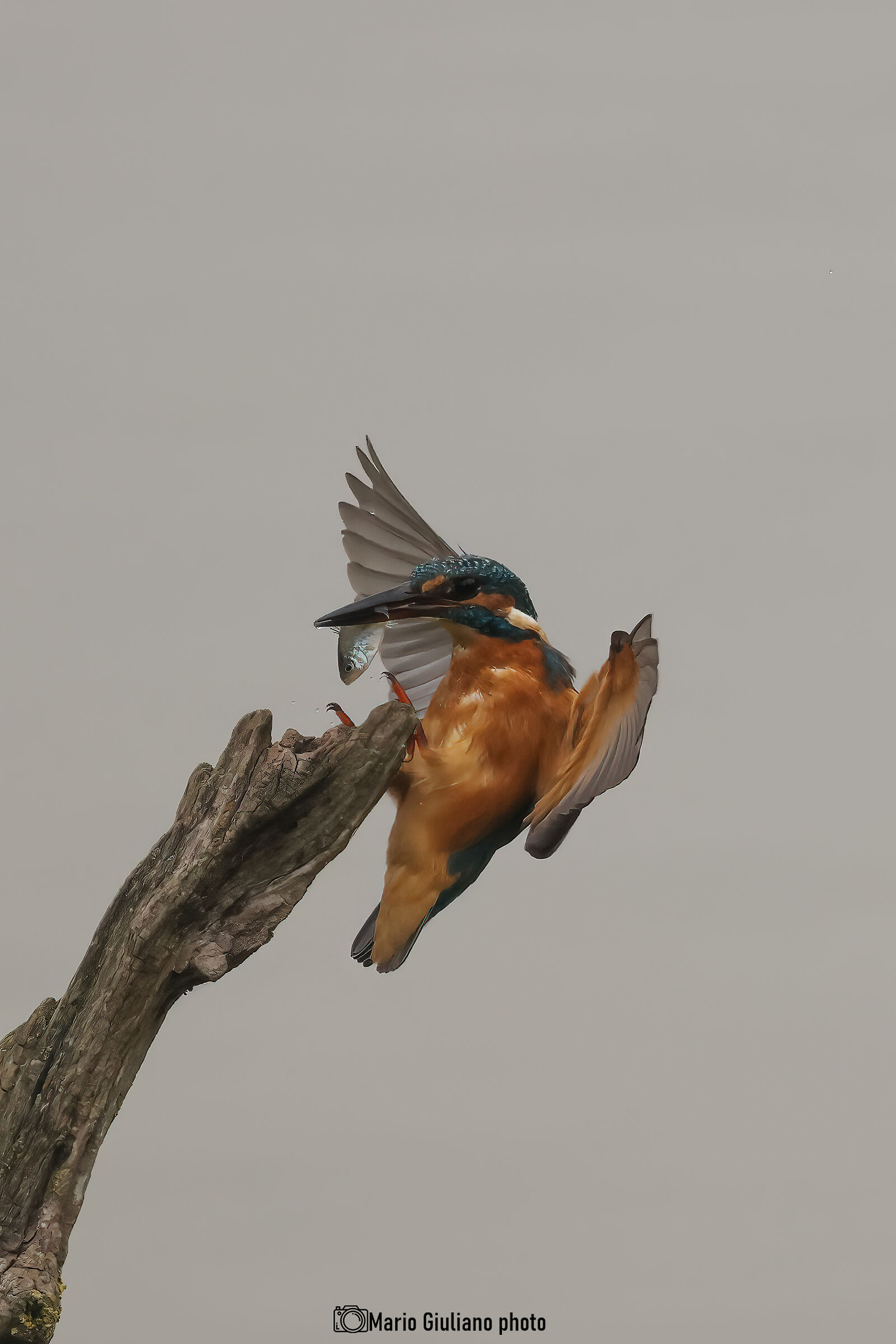 Kingfisher
