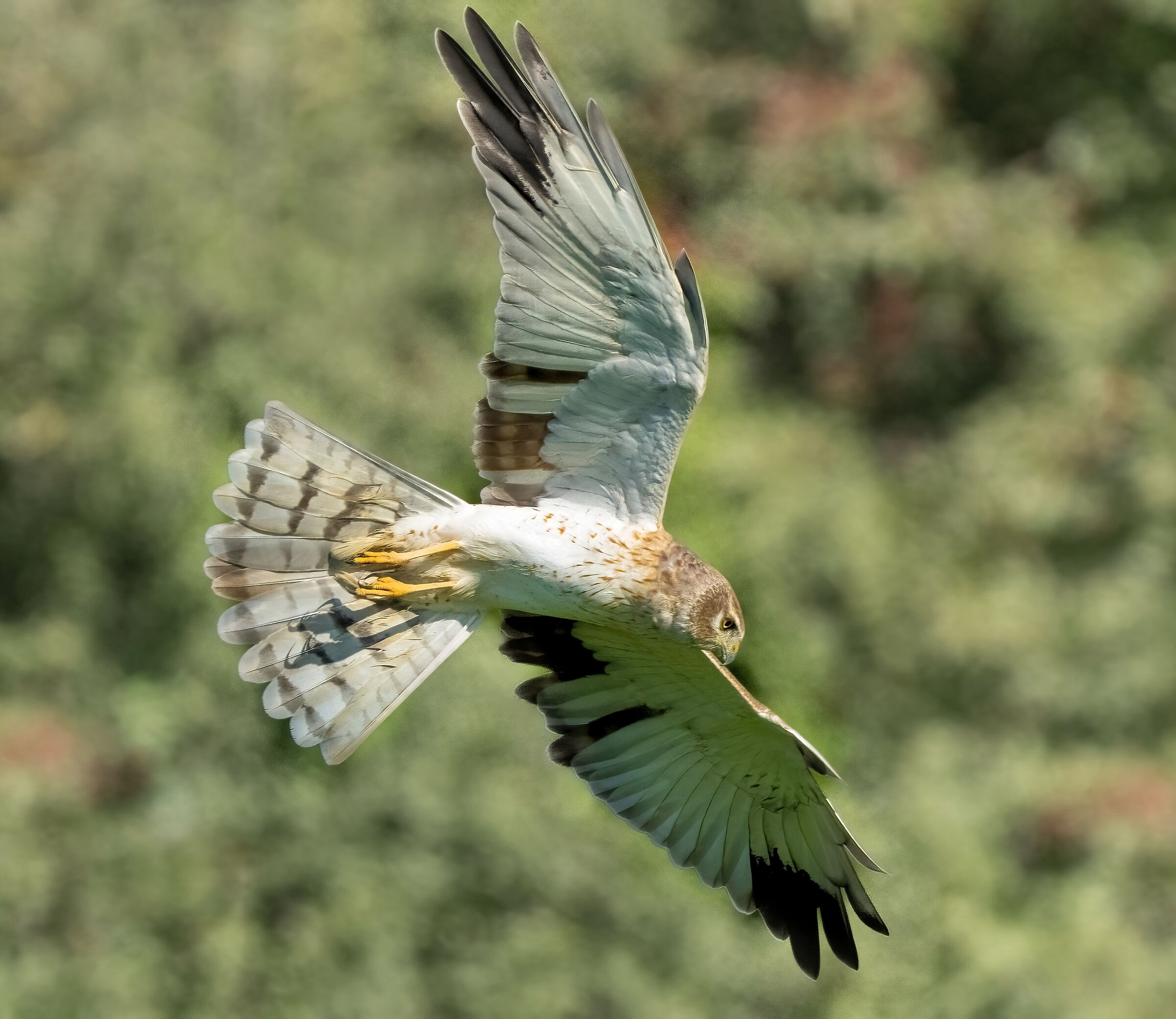 Pallid Harrier (Circus macrouros) Young male