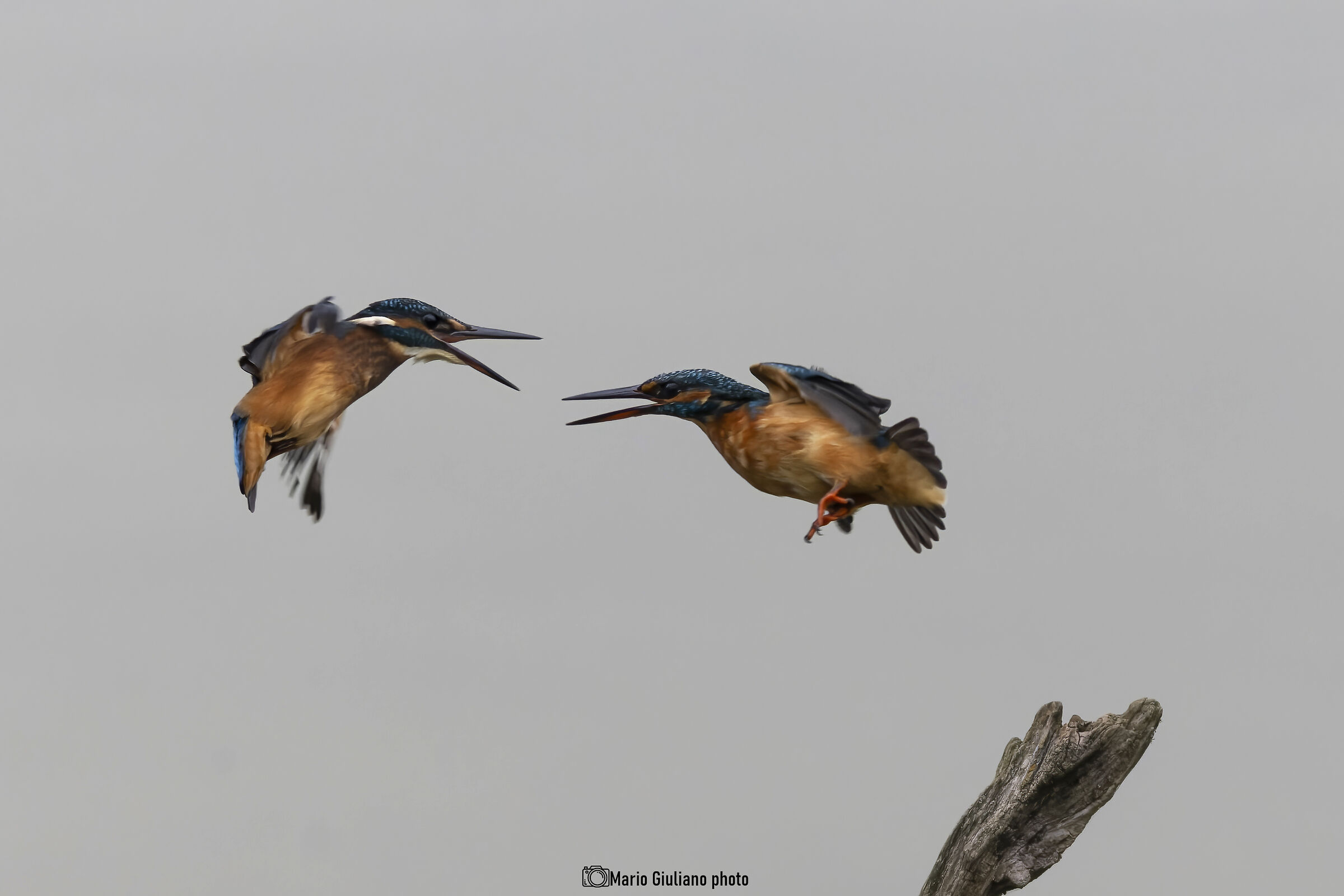 Kingfisher
