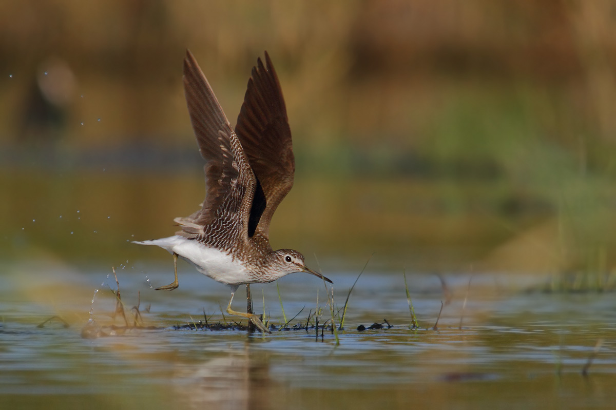 Green Sandpiper