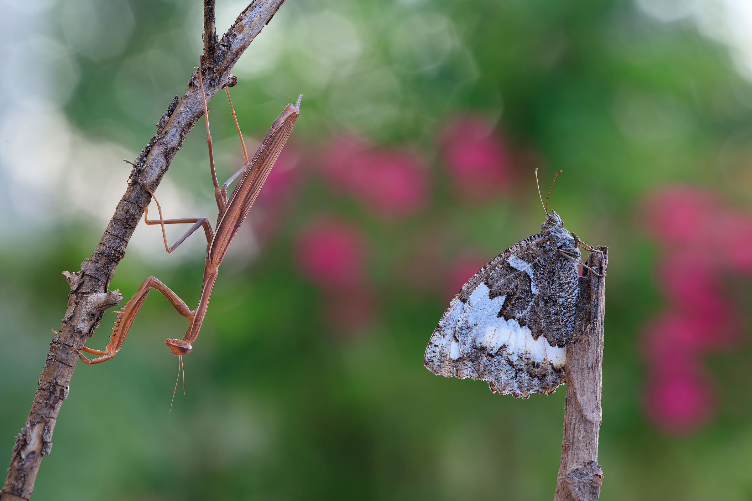 Mantis and Brintesia Circe