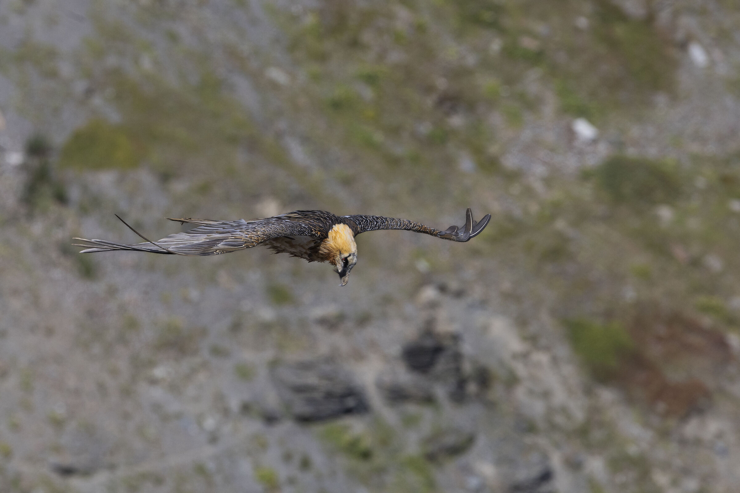 Bearded Vulture