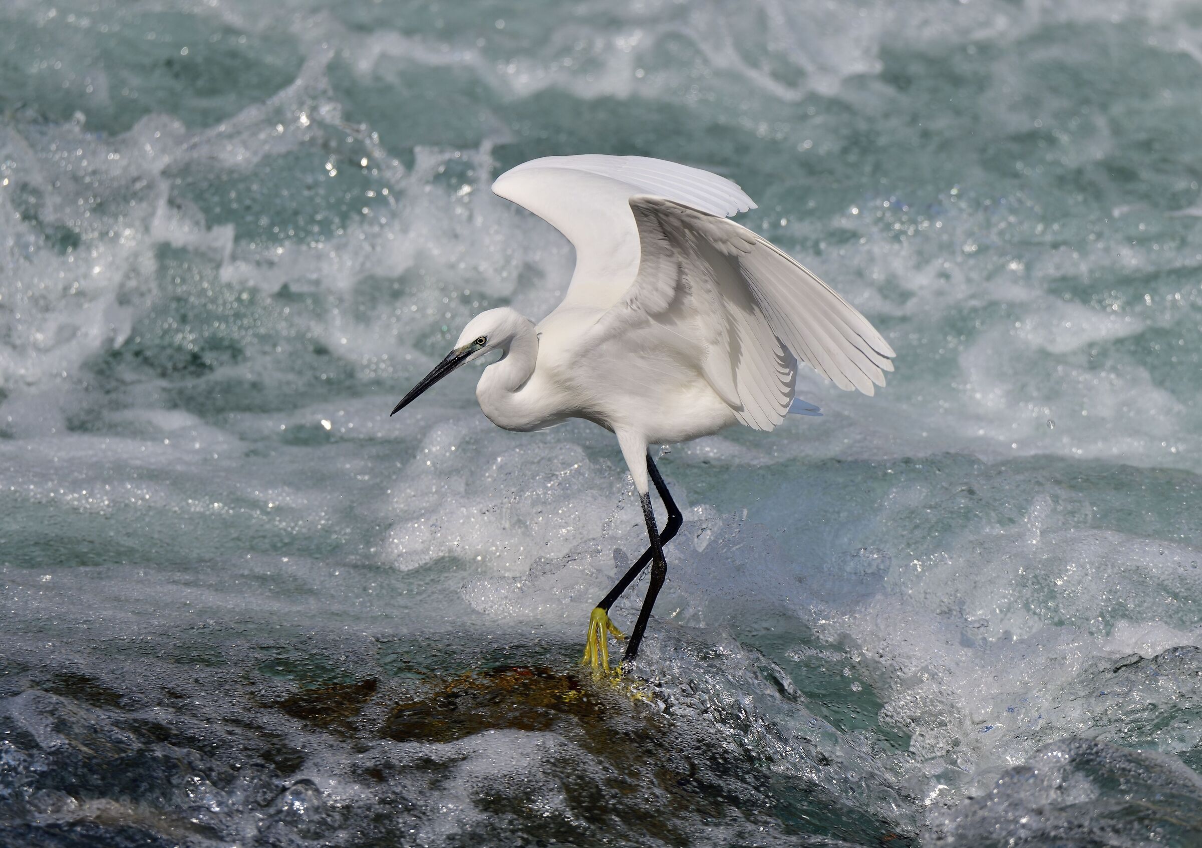 Egret