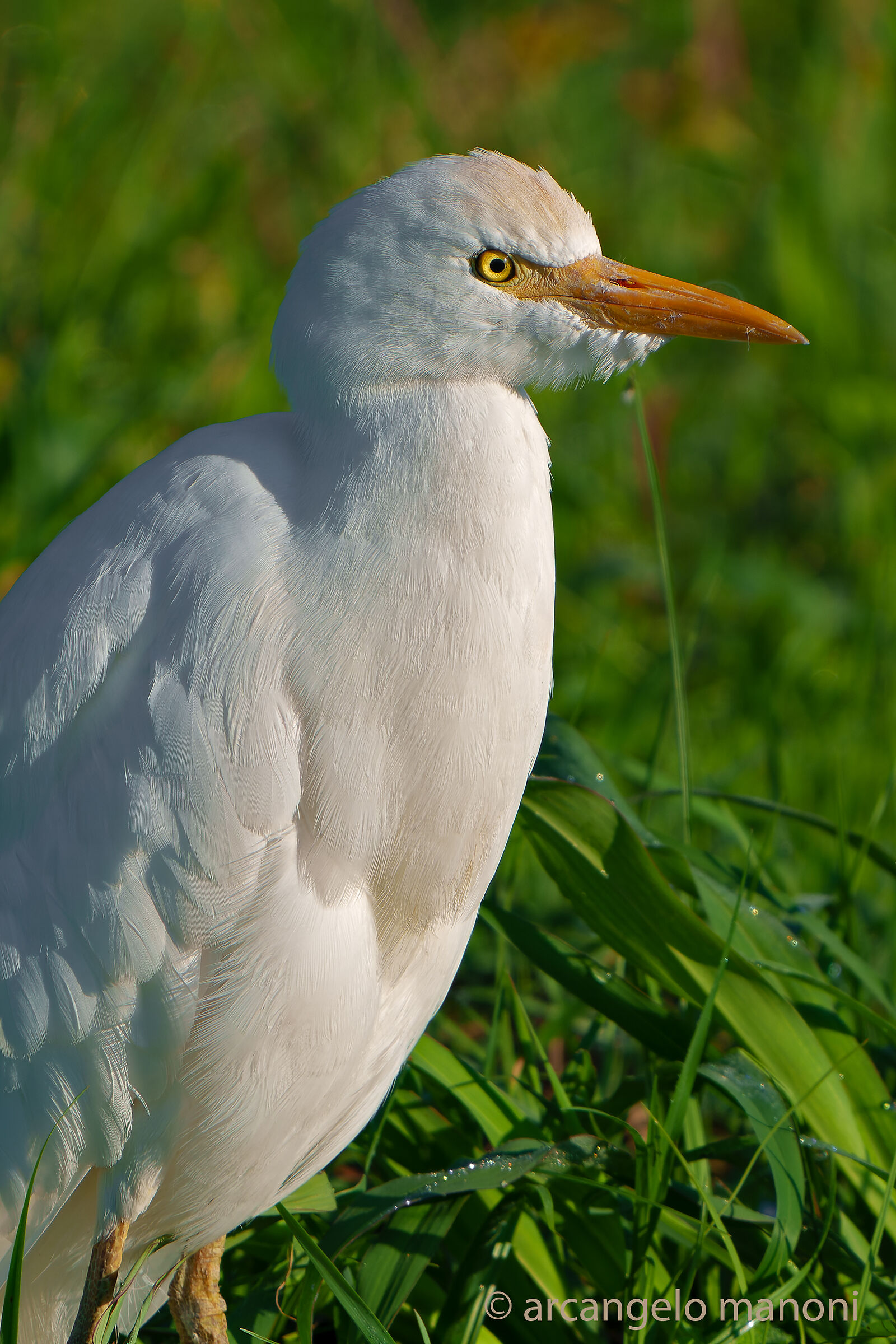 Portrait to the Cattle Egret