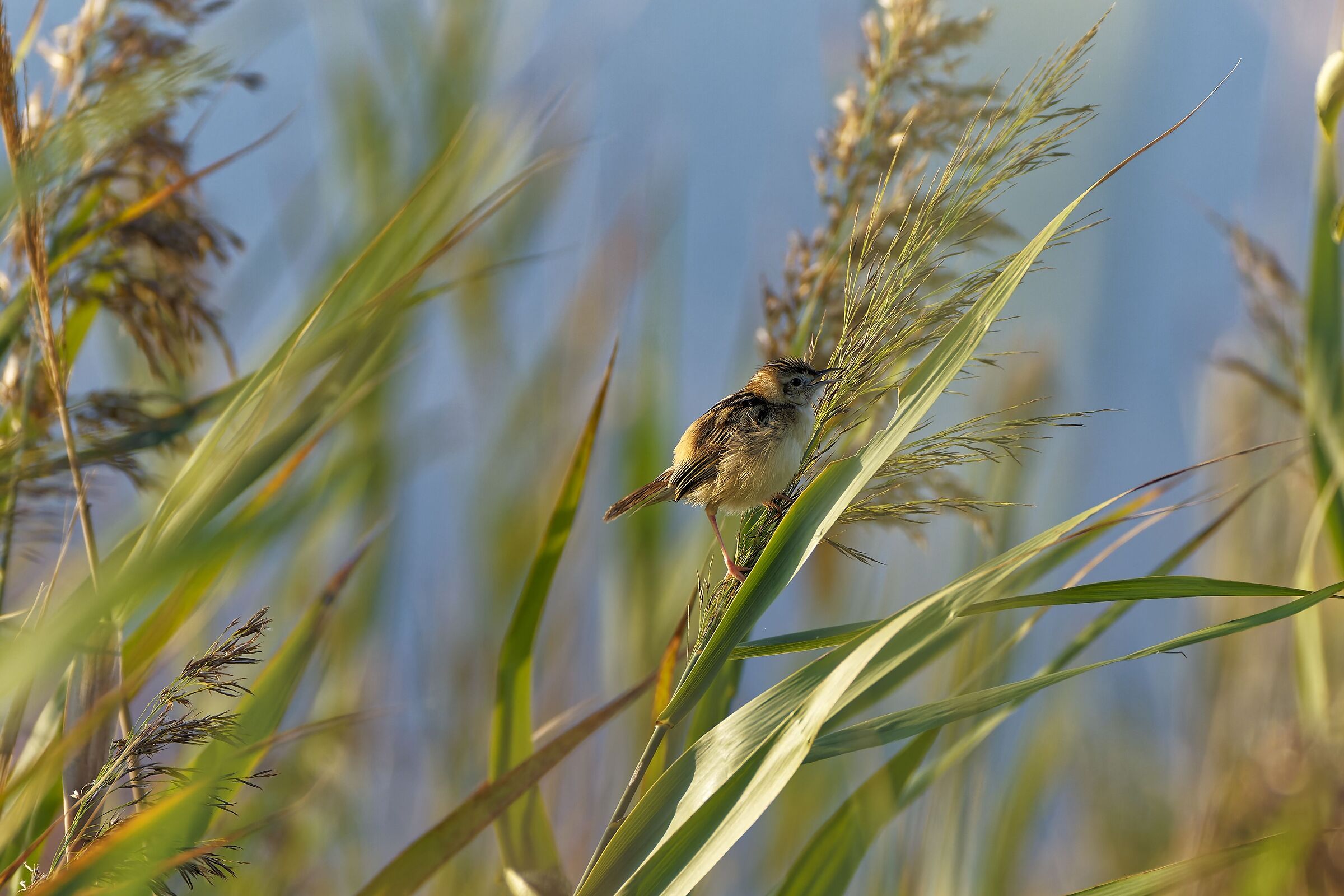Snipe