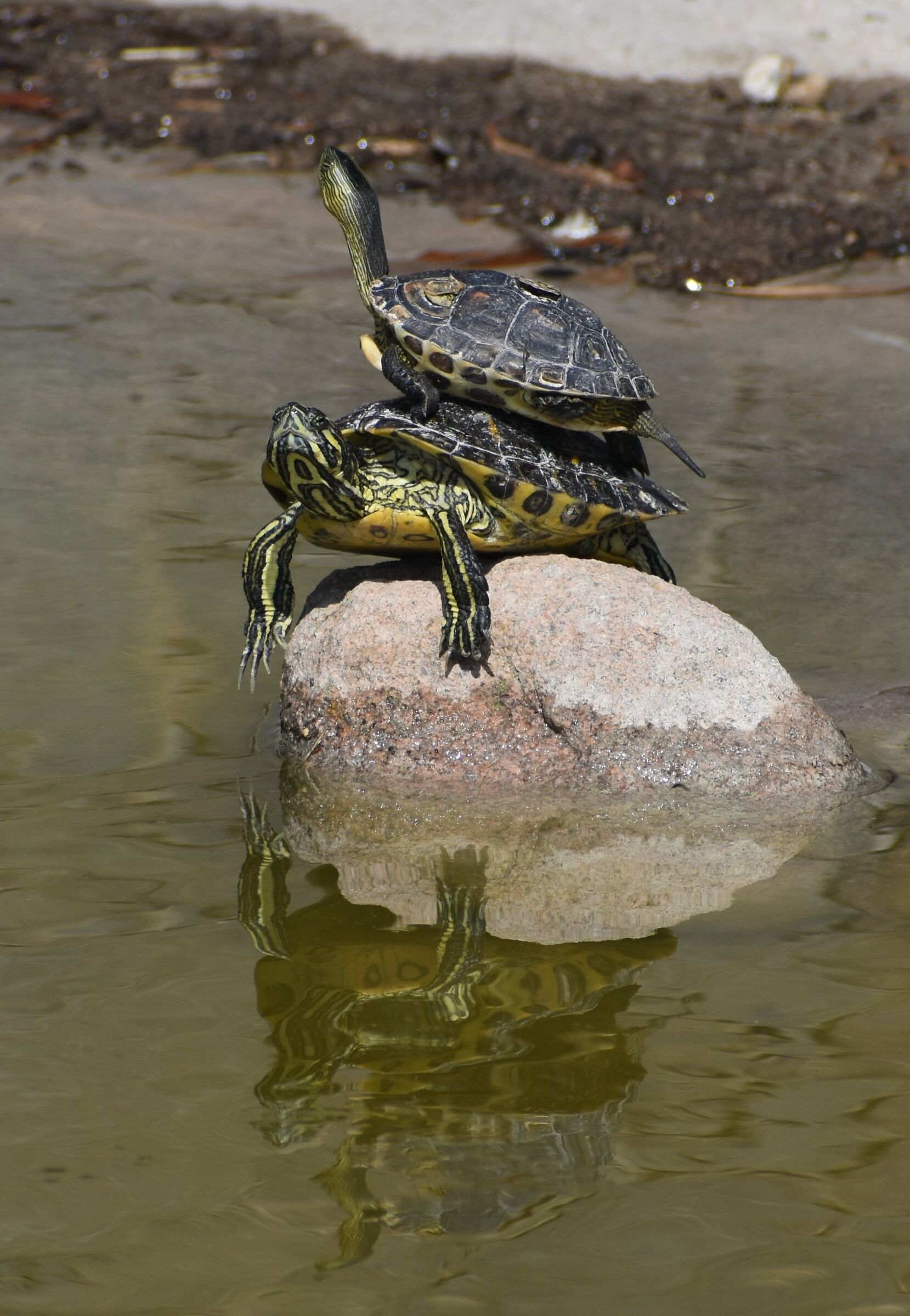 You and I on a desert island....