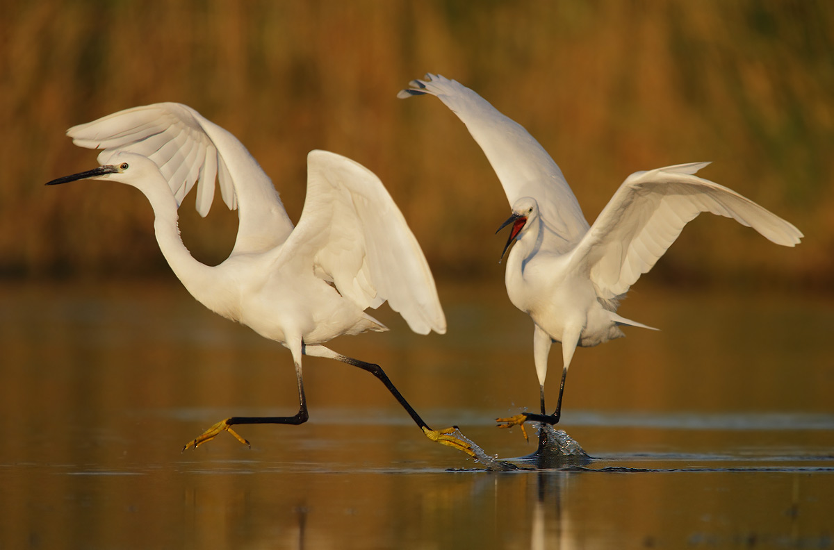 Here is everything mioooooooooo