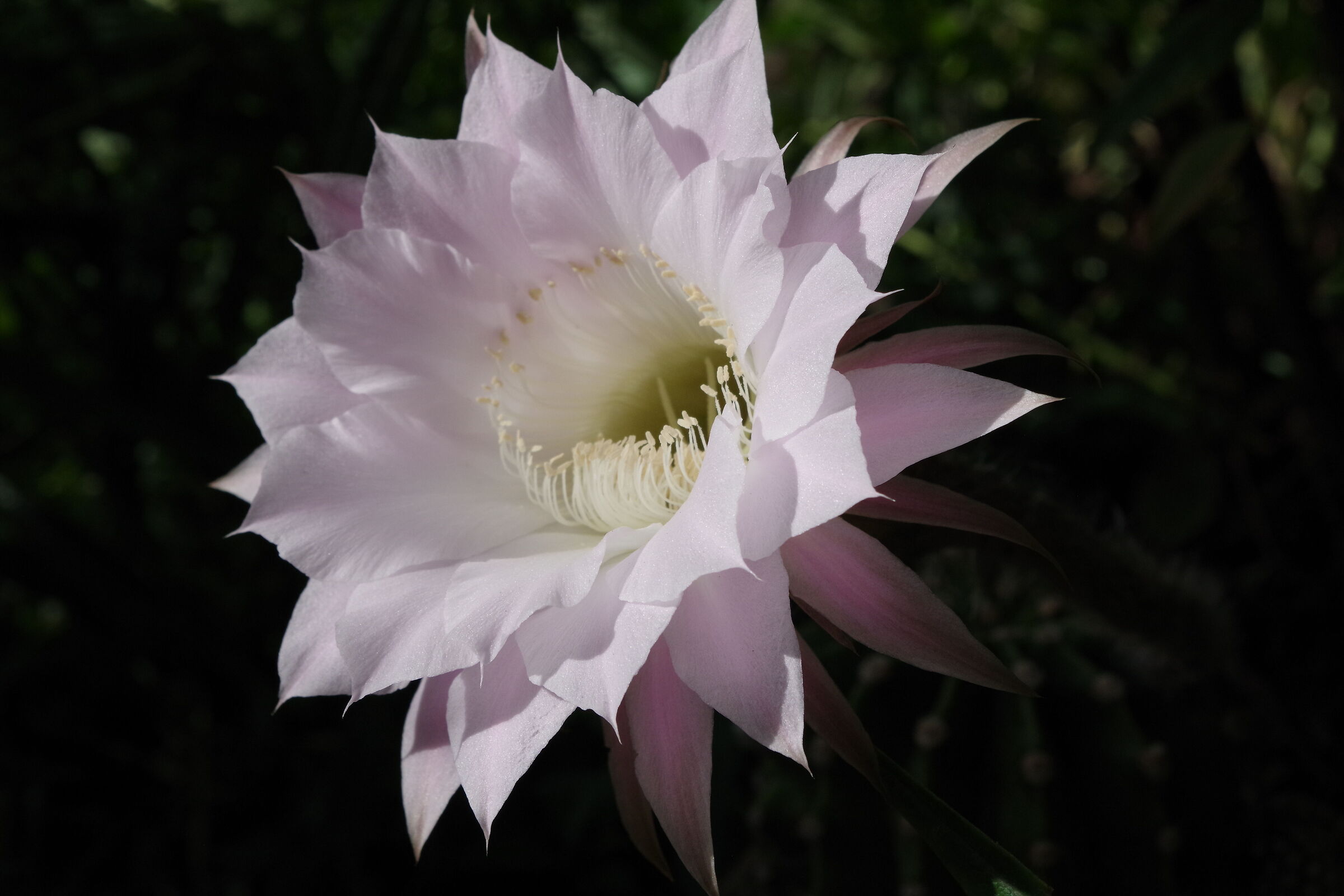 Cactus Echinopsis oxygona in fiore rosa-foto 2