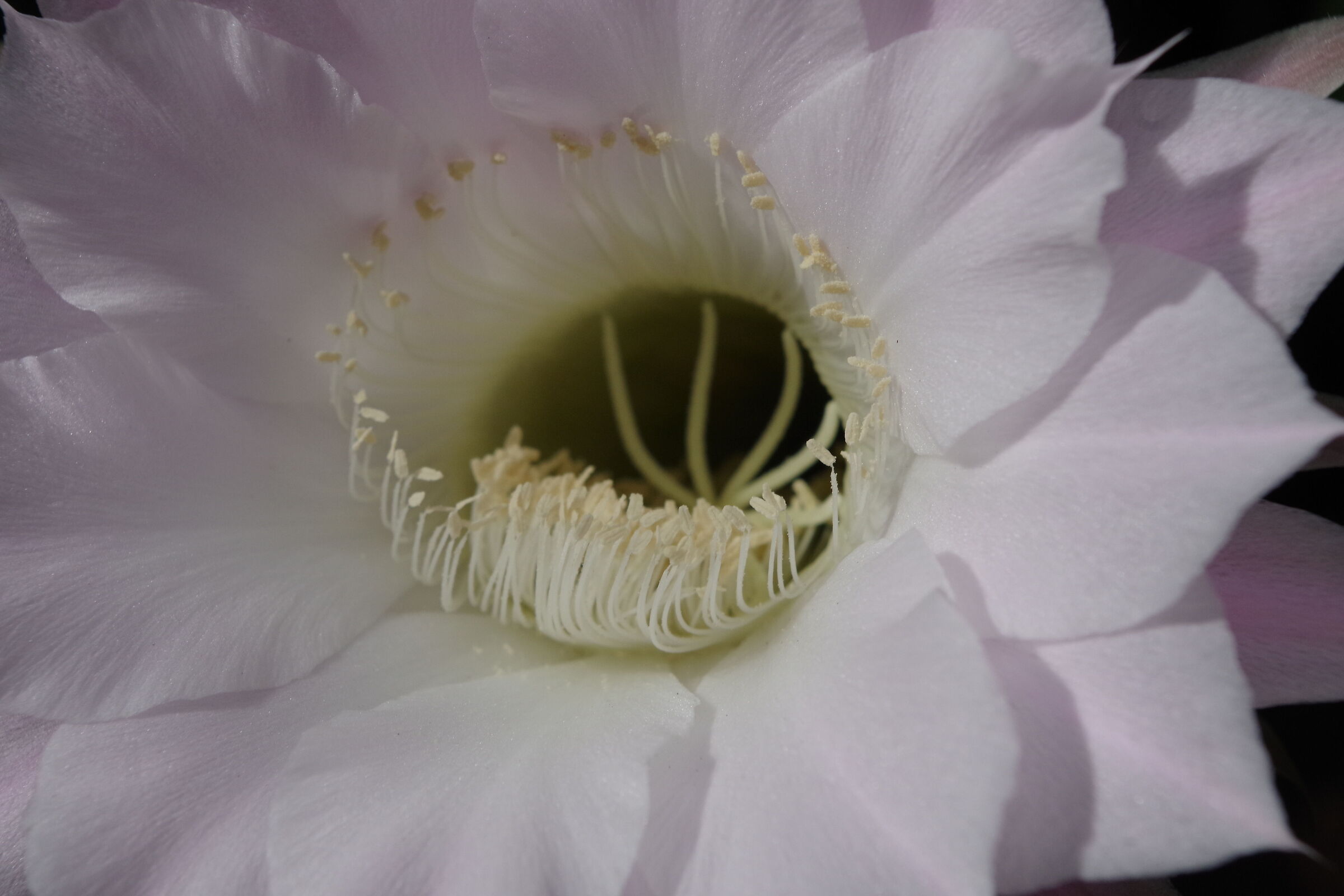Cactus Echinopsis oxygona in fiore rosa-foto 3