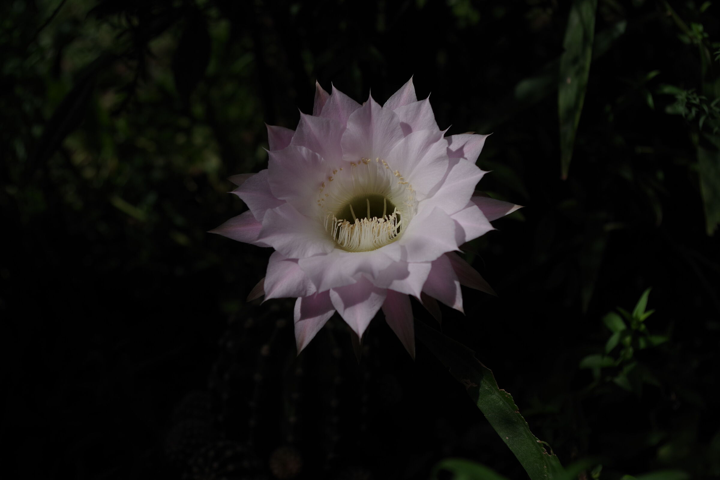 Cactus Echinopsis oxygona in fiore rosa-foto 4