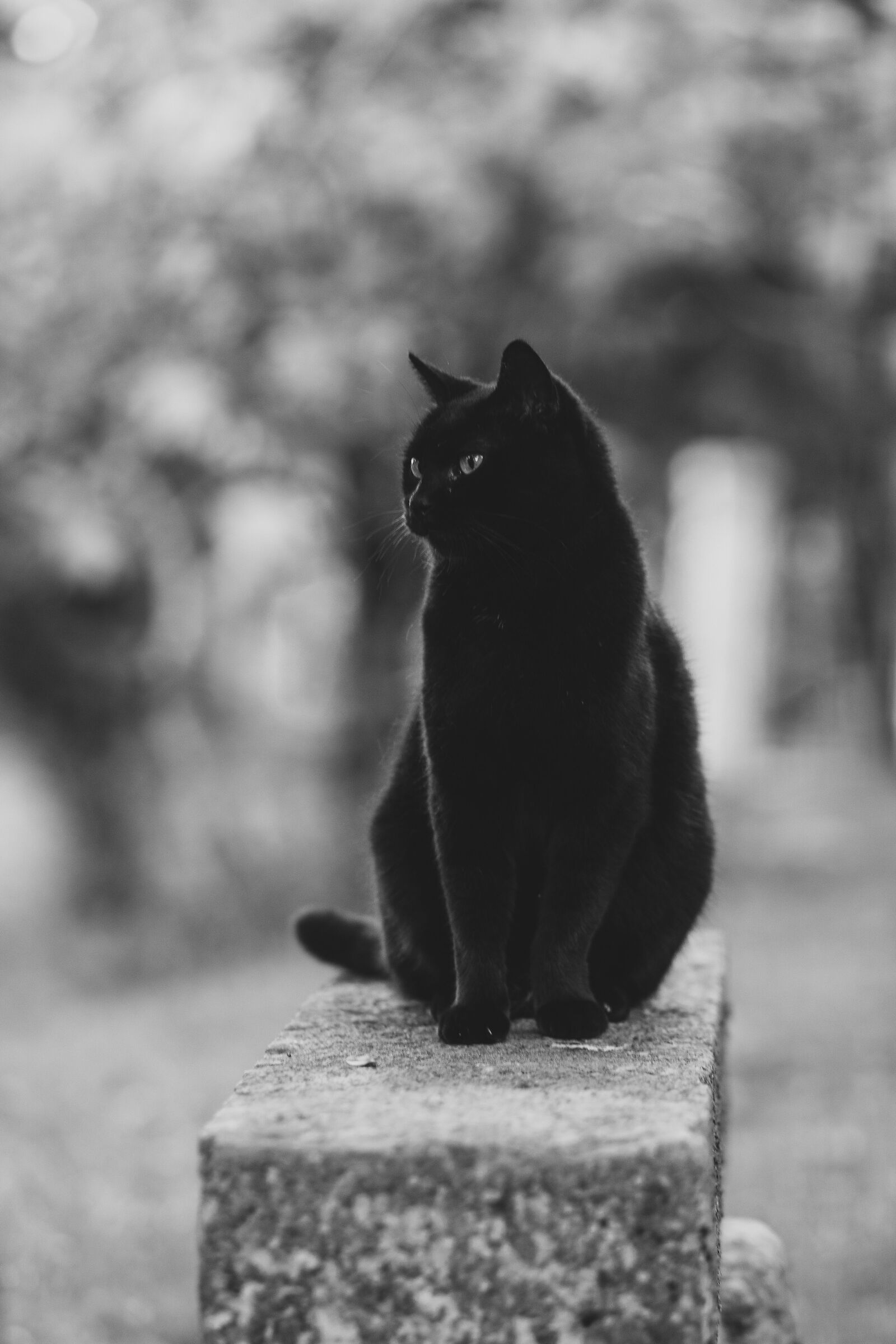 Black velvet
