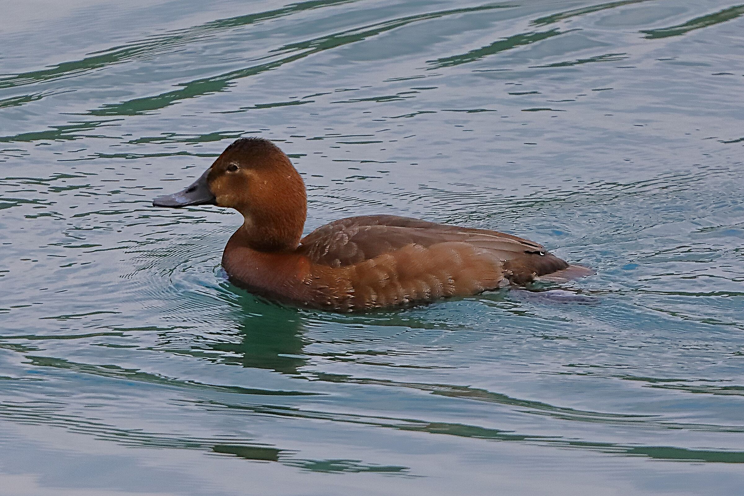 Moriglione F 24 aprile 2024 - 0044