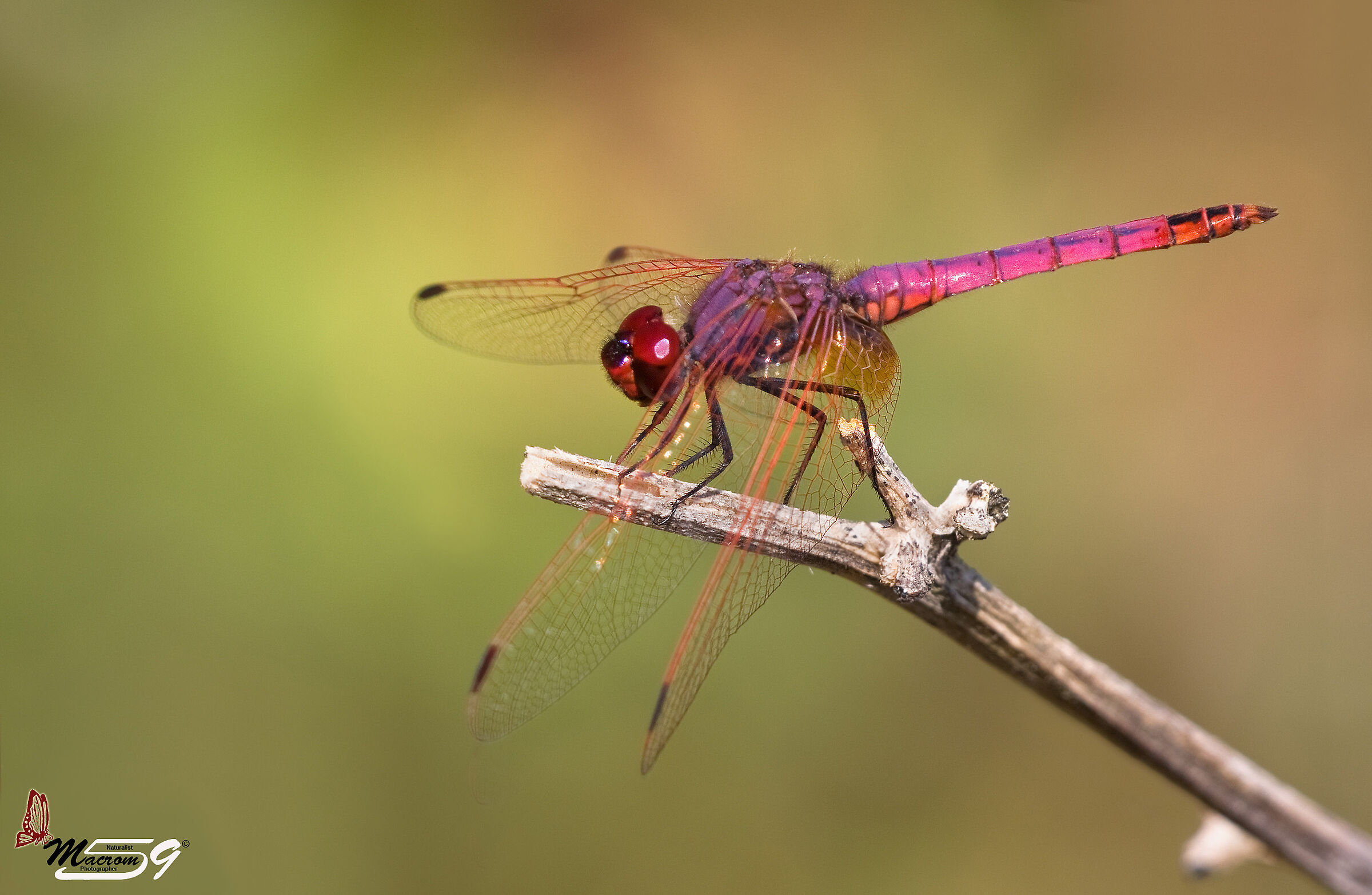 Trithemis Annulata