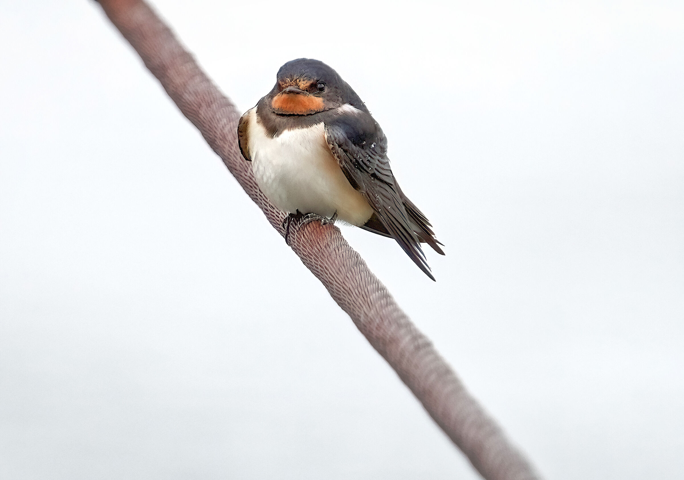 Swallow