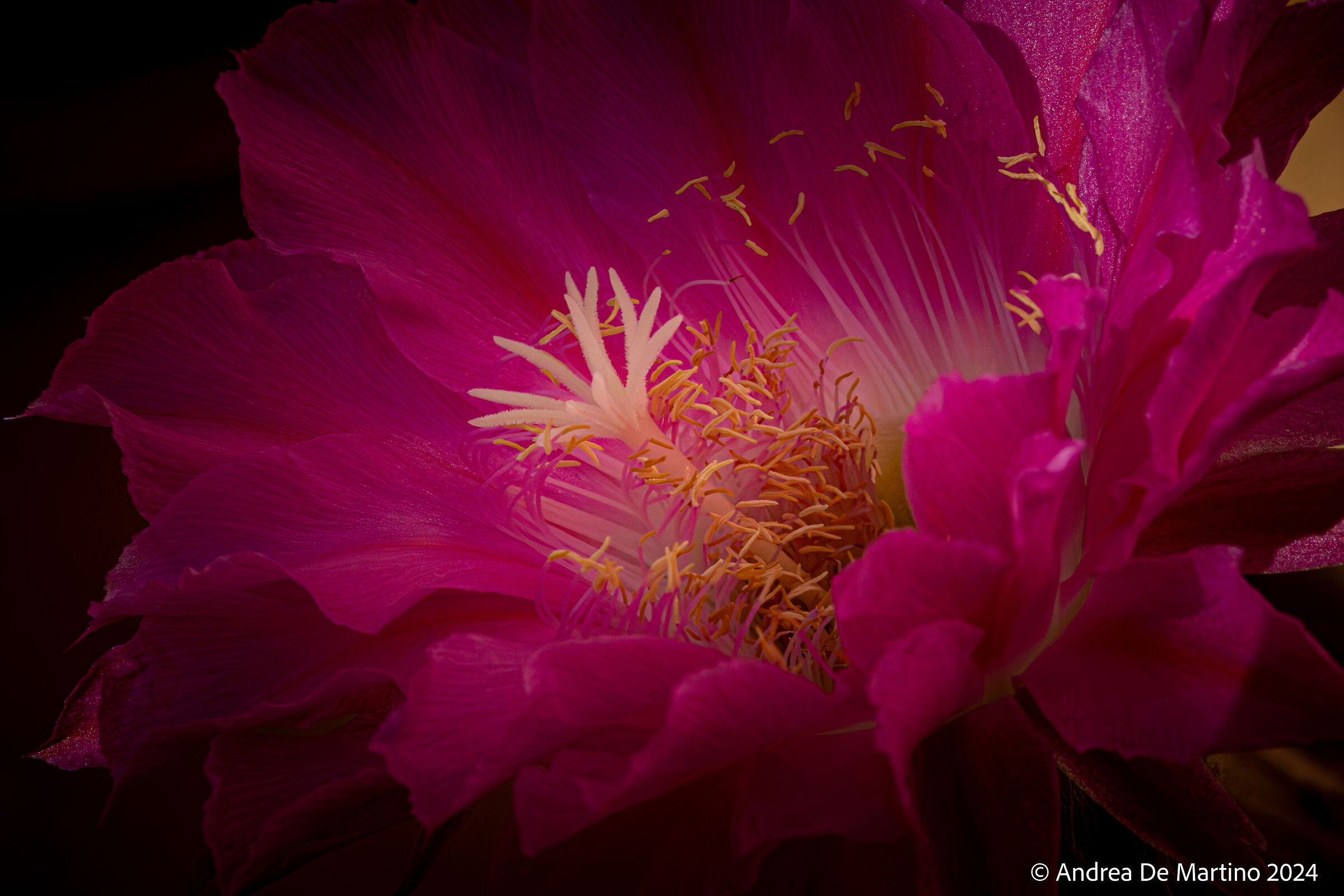 Echinocereus pectinatus