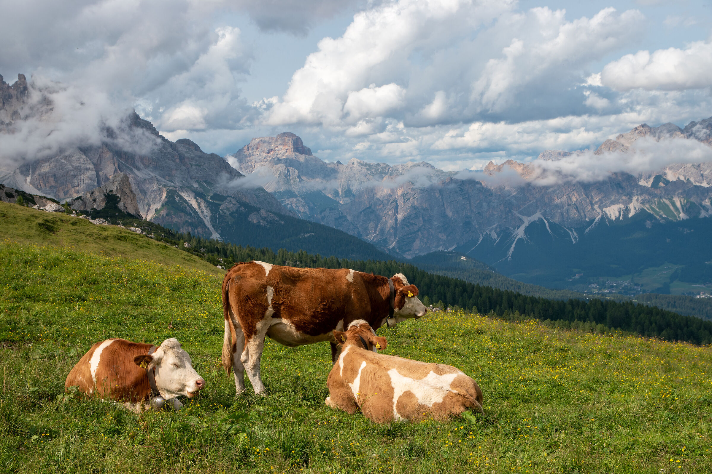 Cows at the Giau Pass