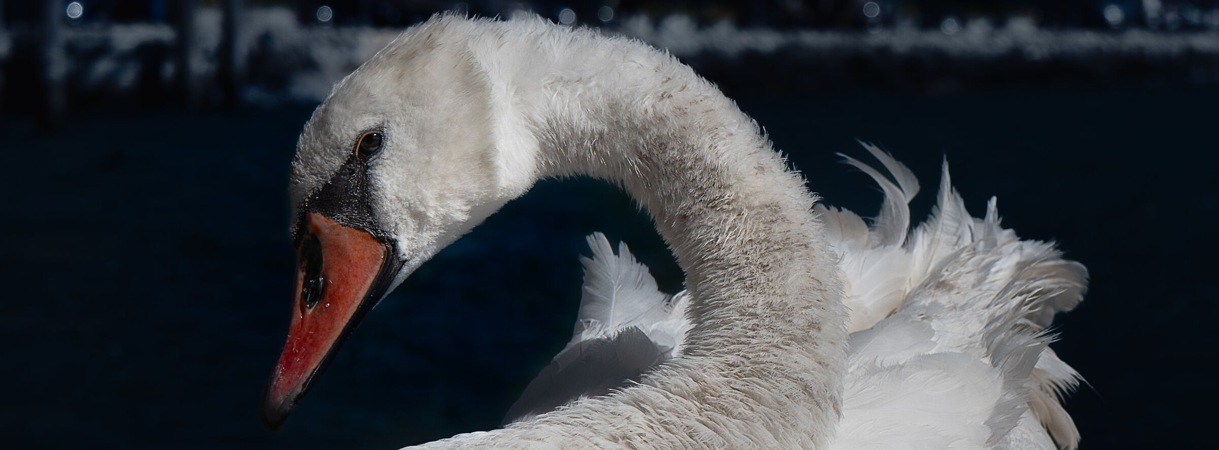 Swan posing