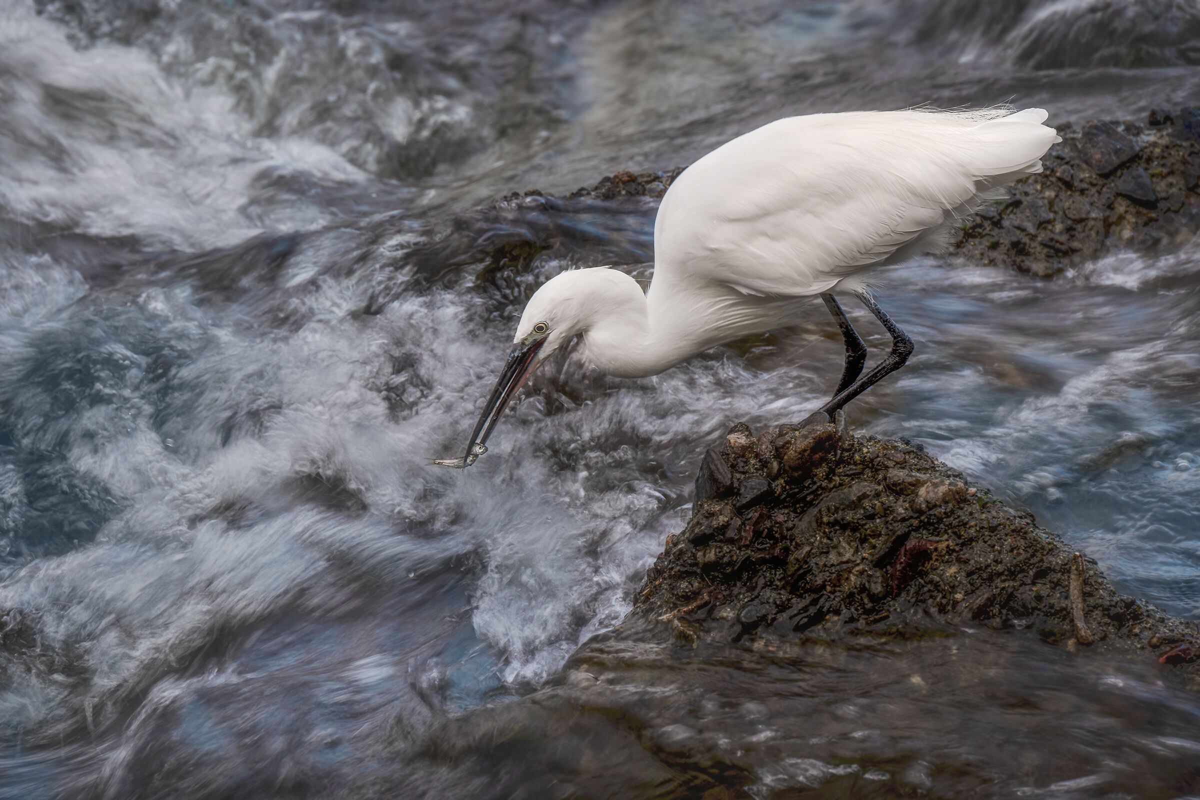 Egret