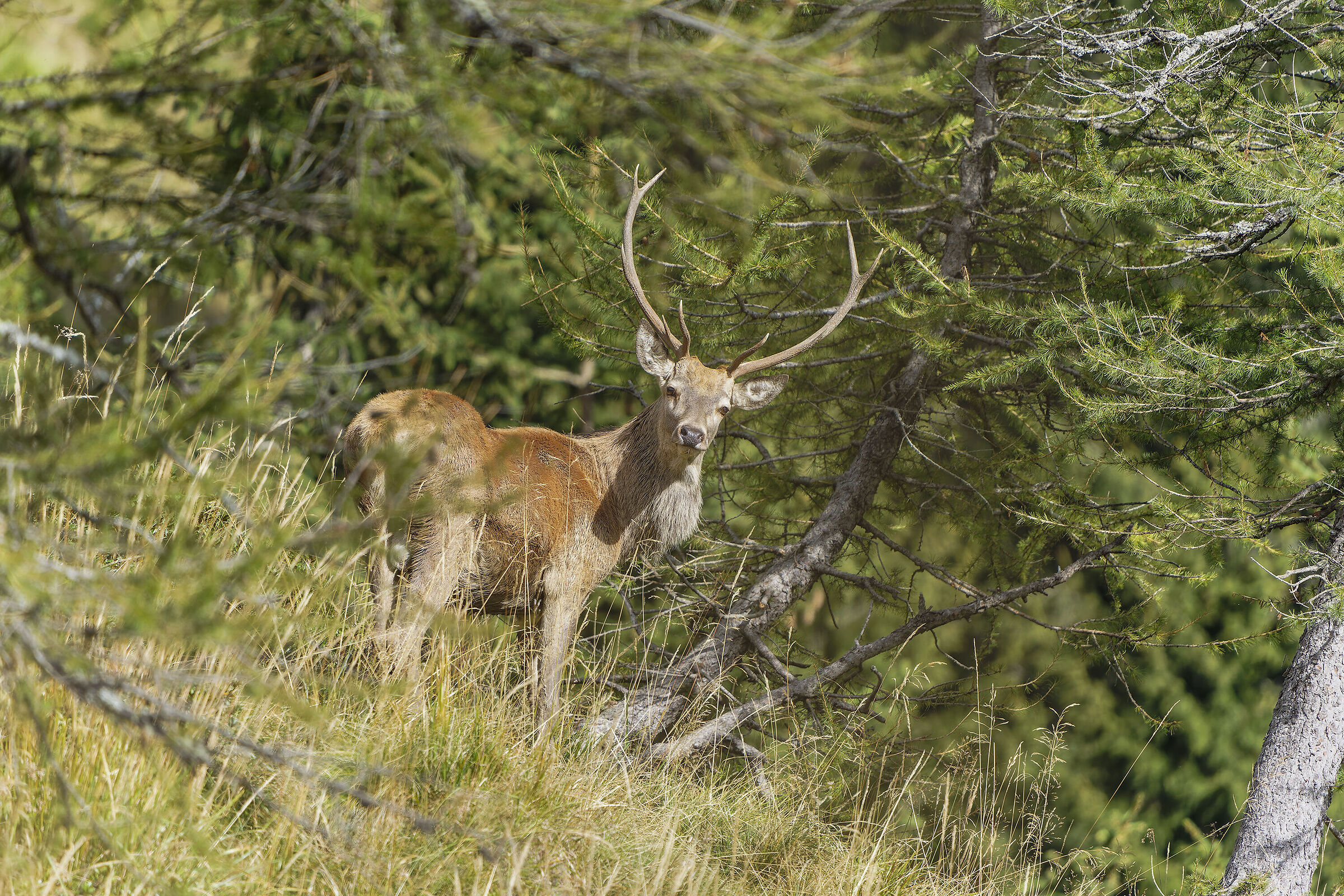 Deer