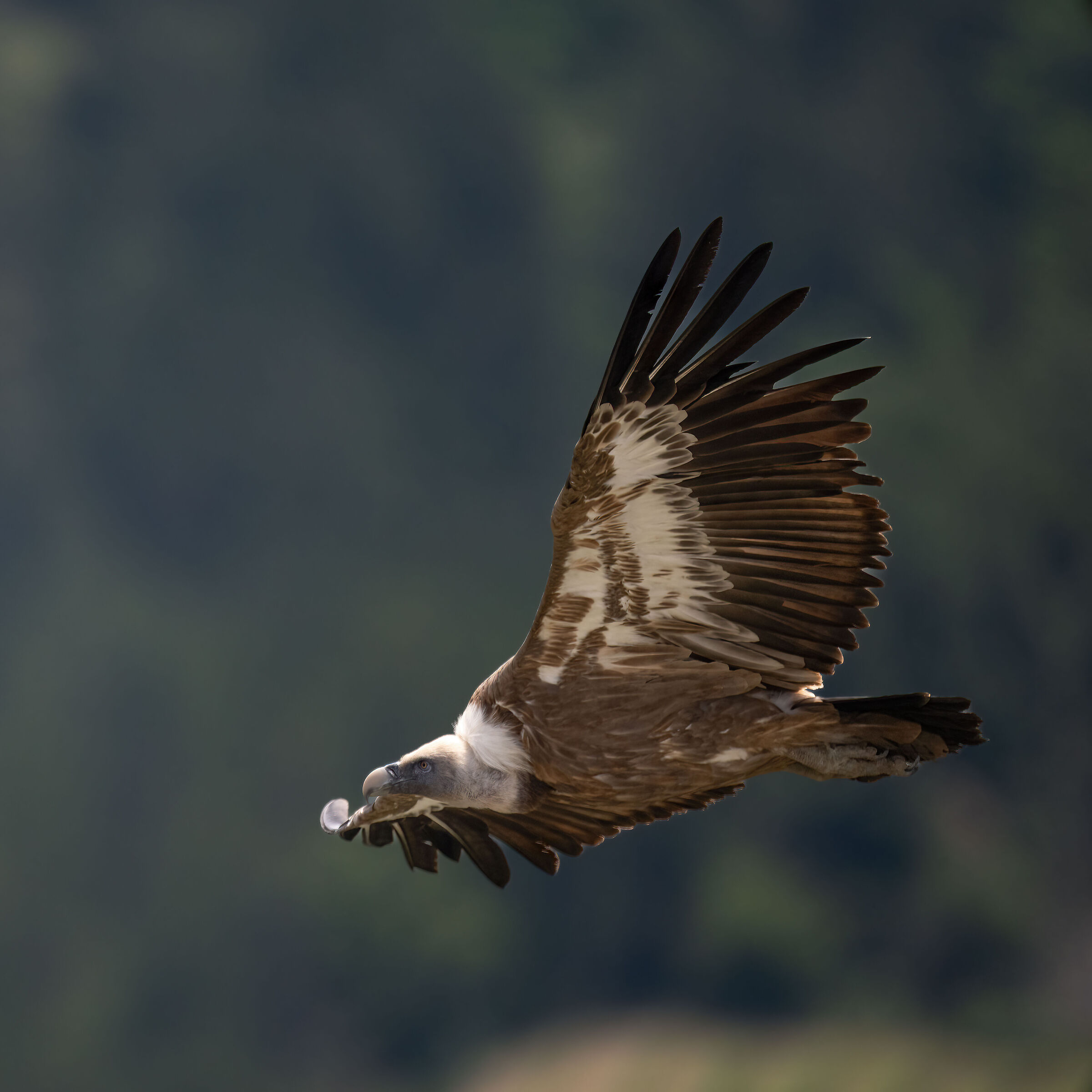 Griffin - Barronies Provencal