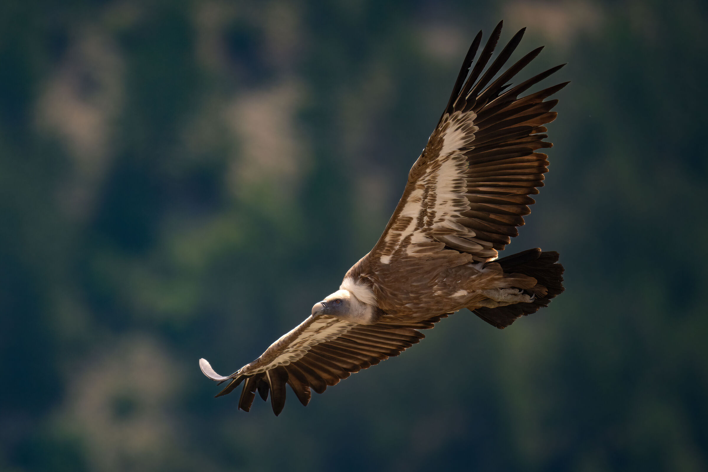 Griffin - Barronies Provencal