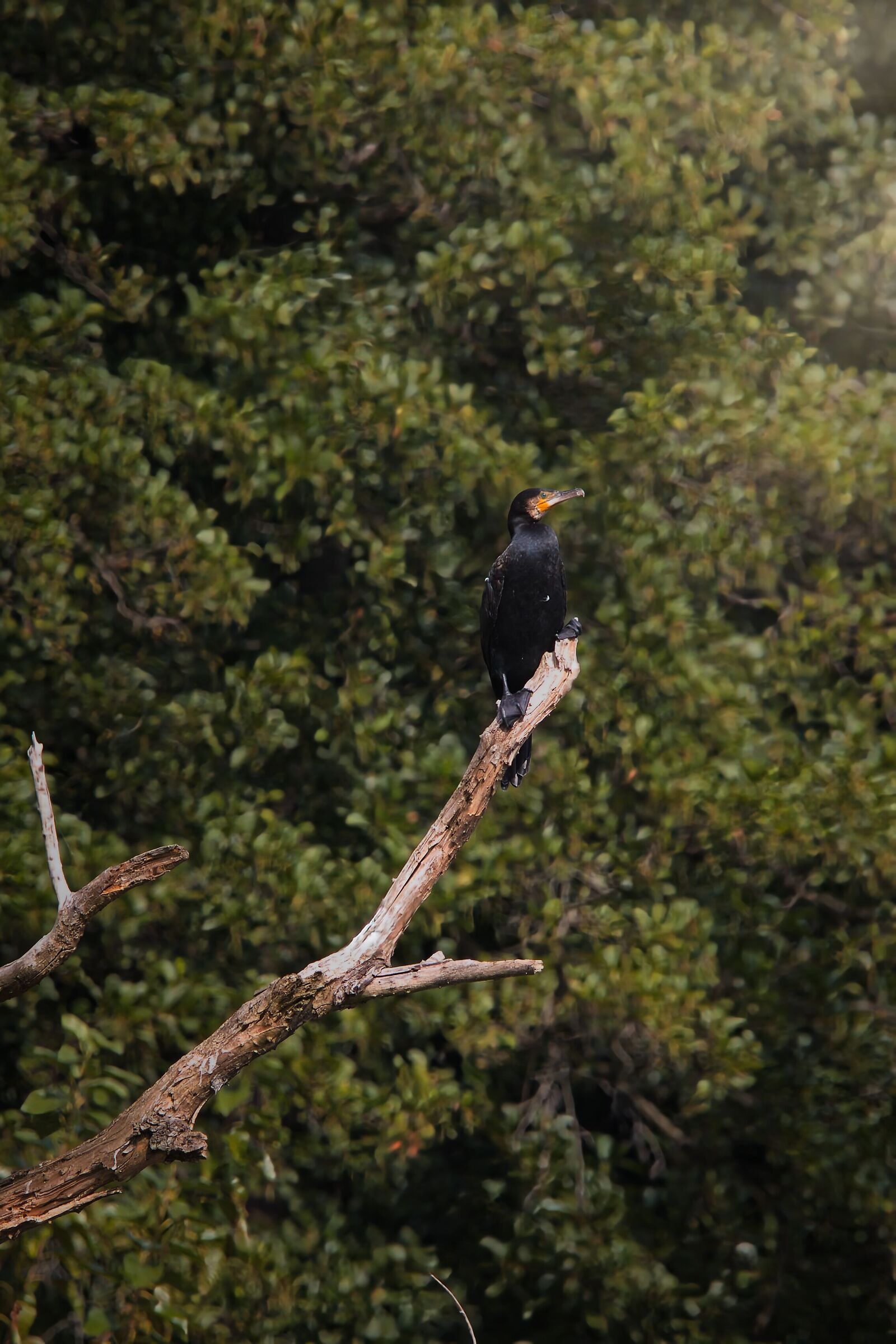 Cormorant
