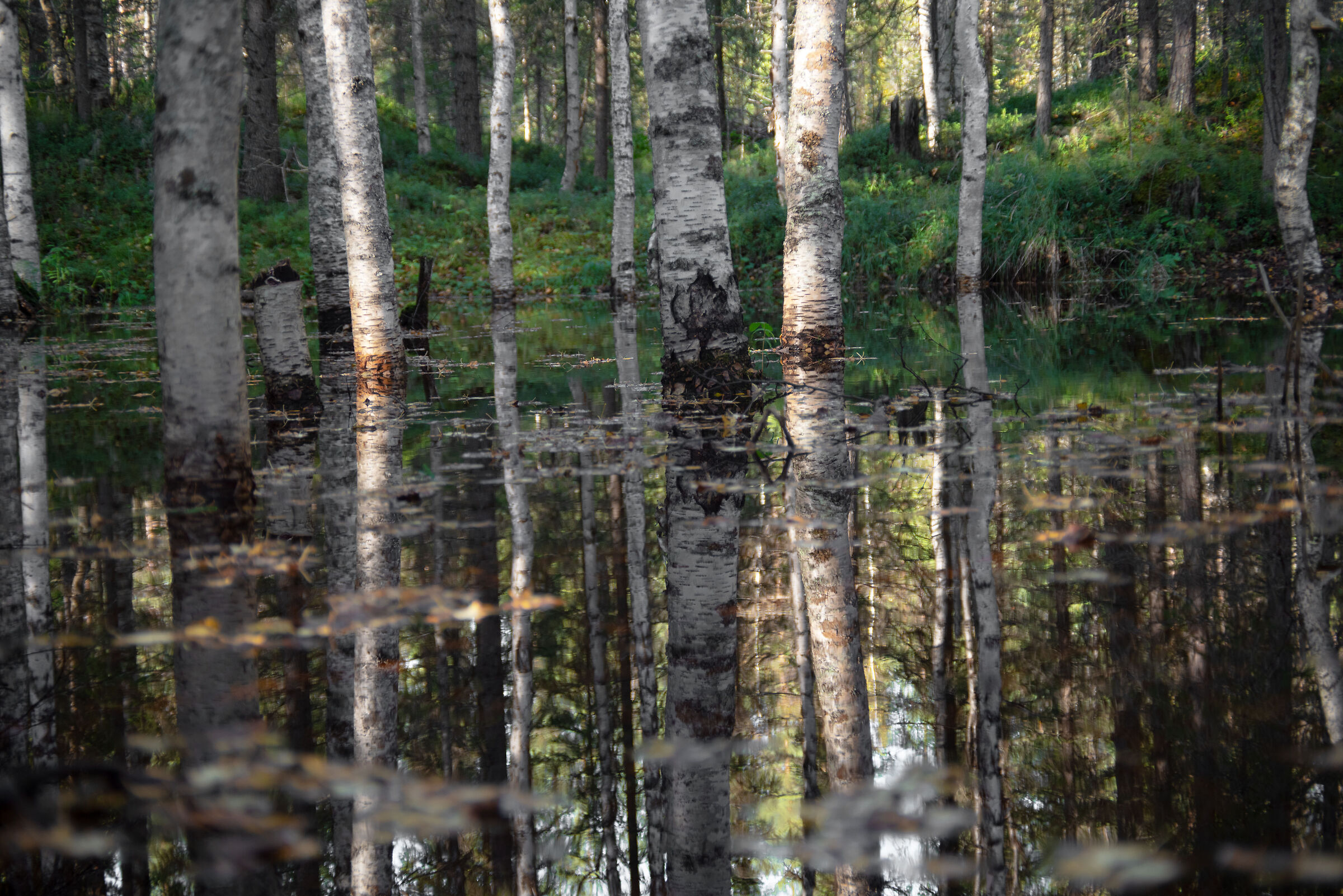 Ruska . Autumn in Lapland