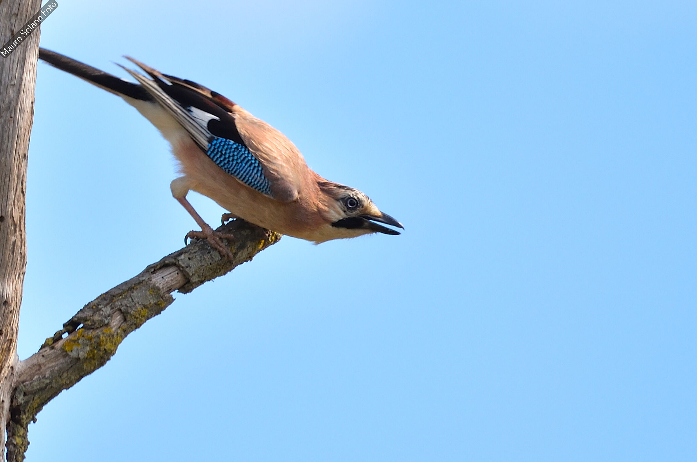 Jay