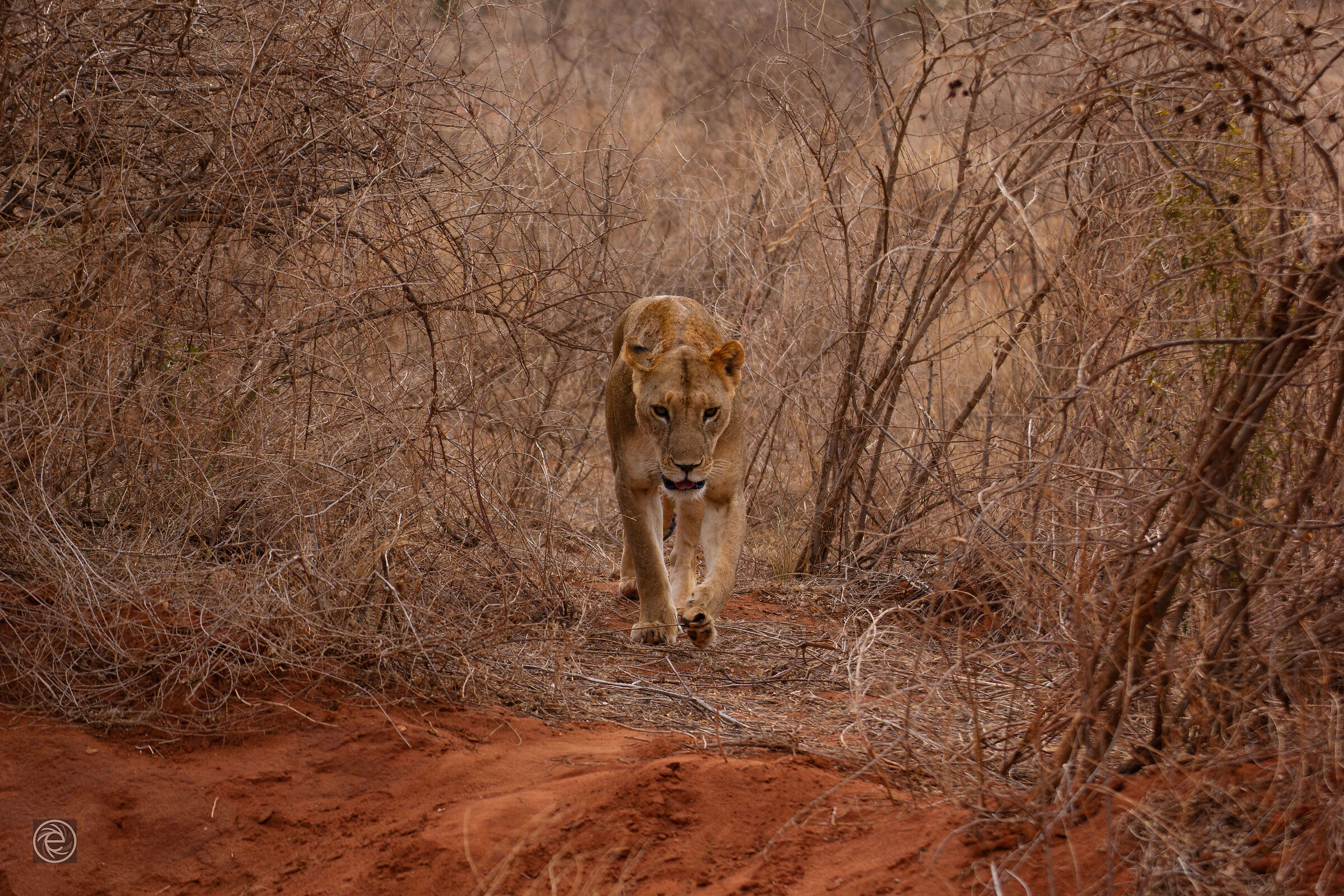 Lioness