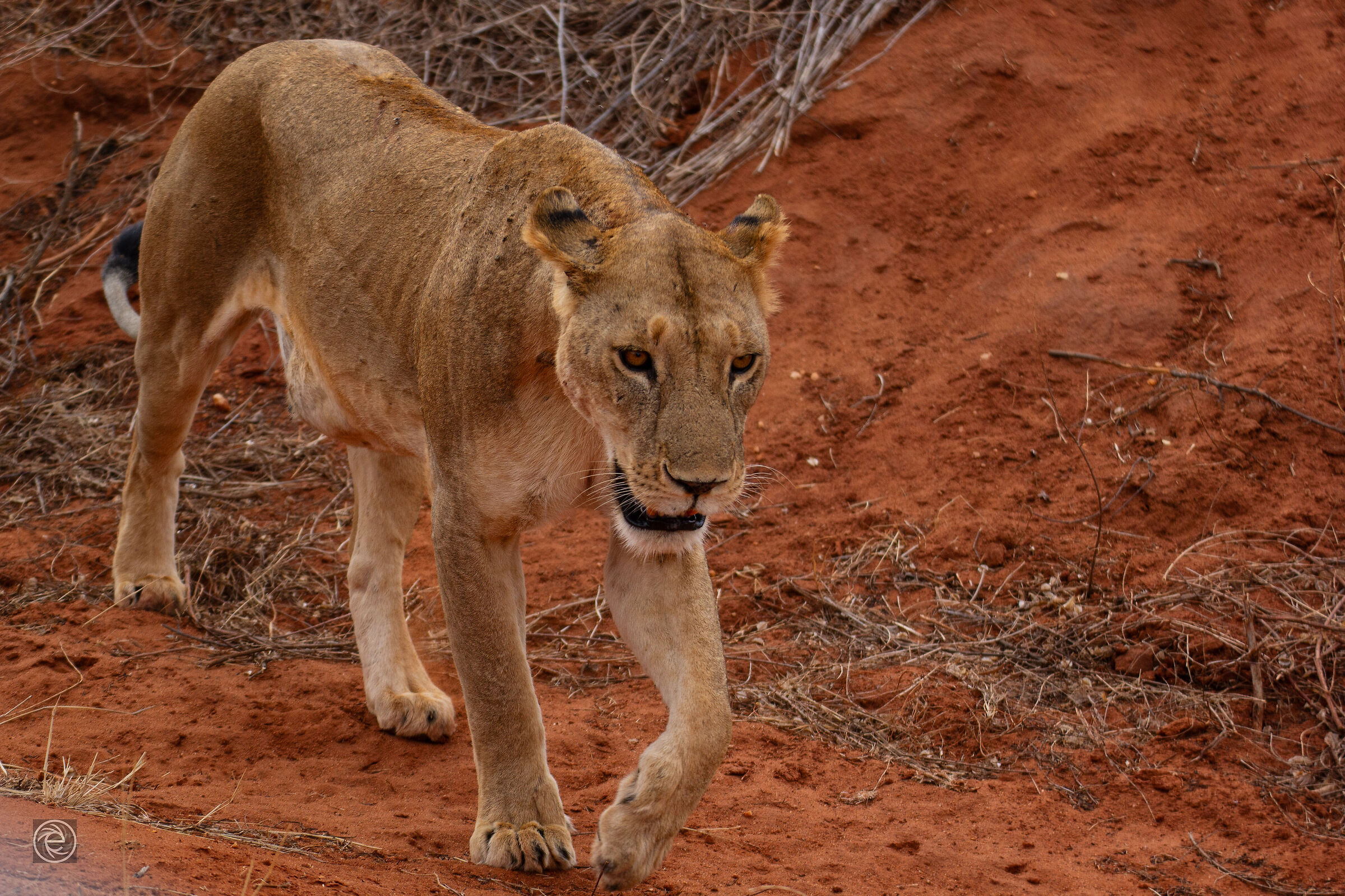 Lioness 2