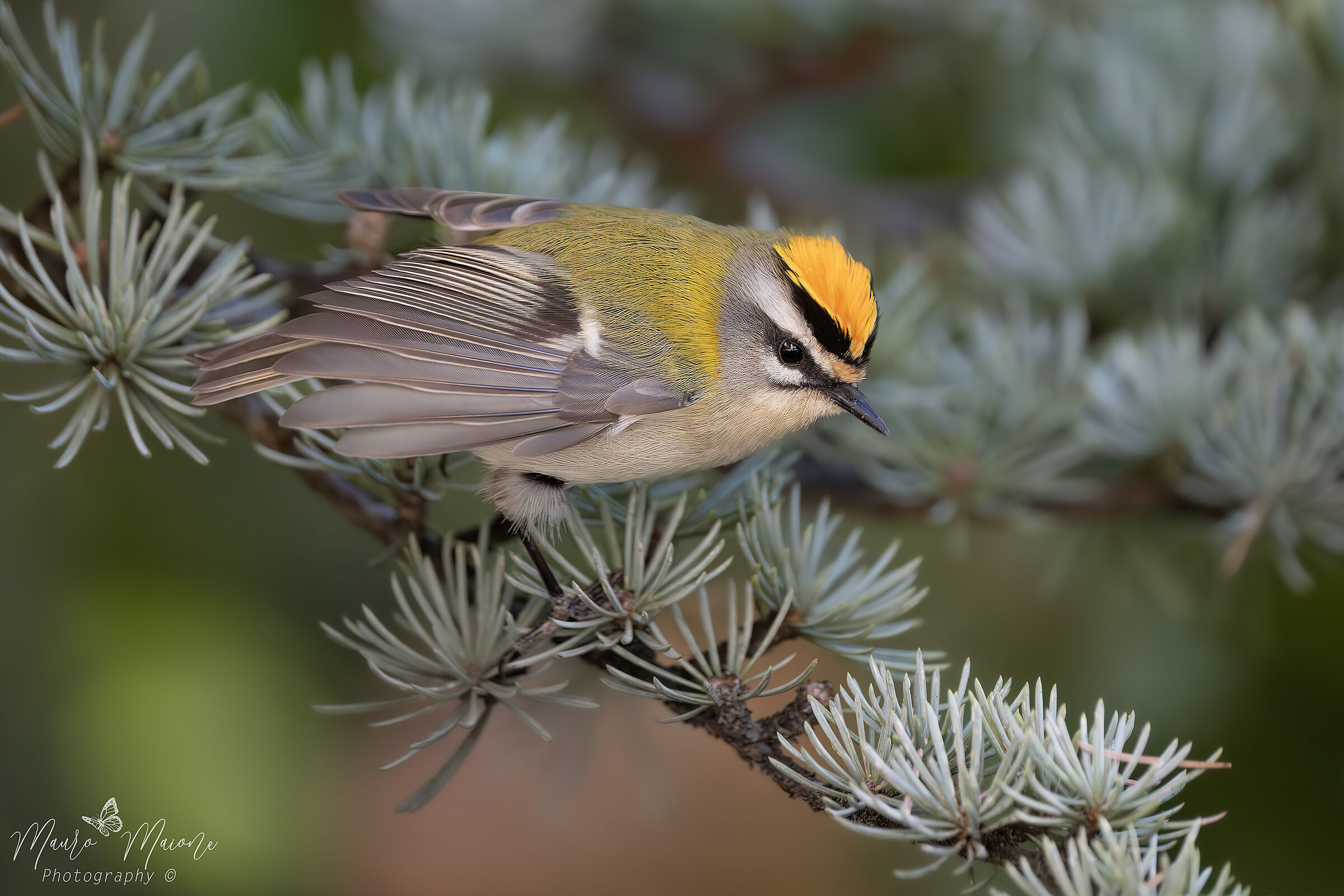 il fiorrancino, 5 grammi di simpatia