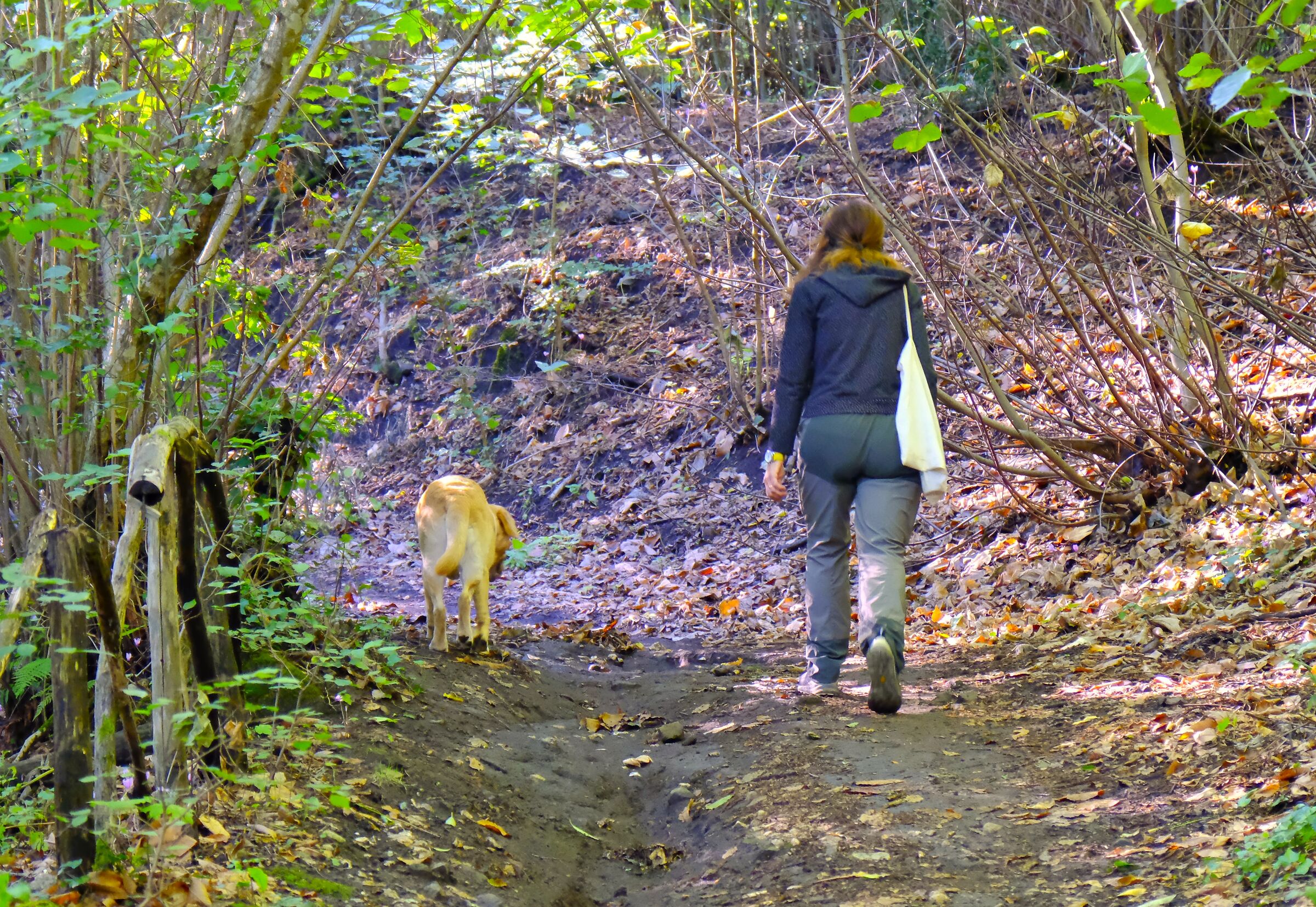 nel bosco lentamente