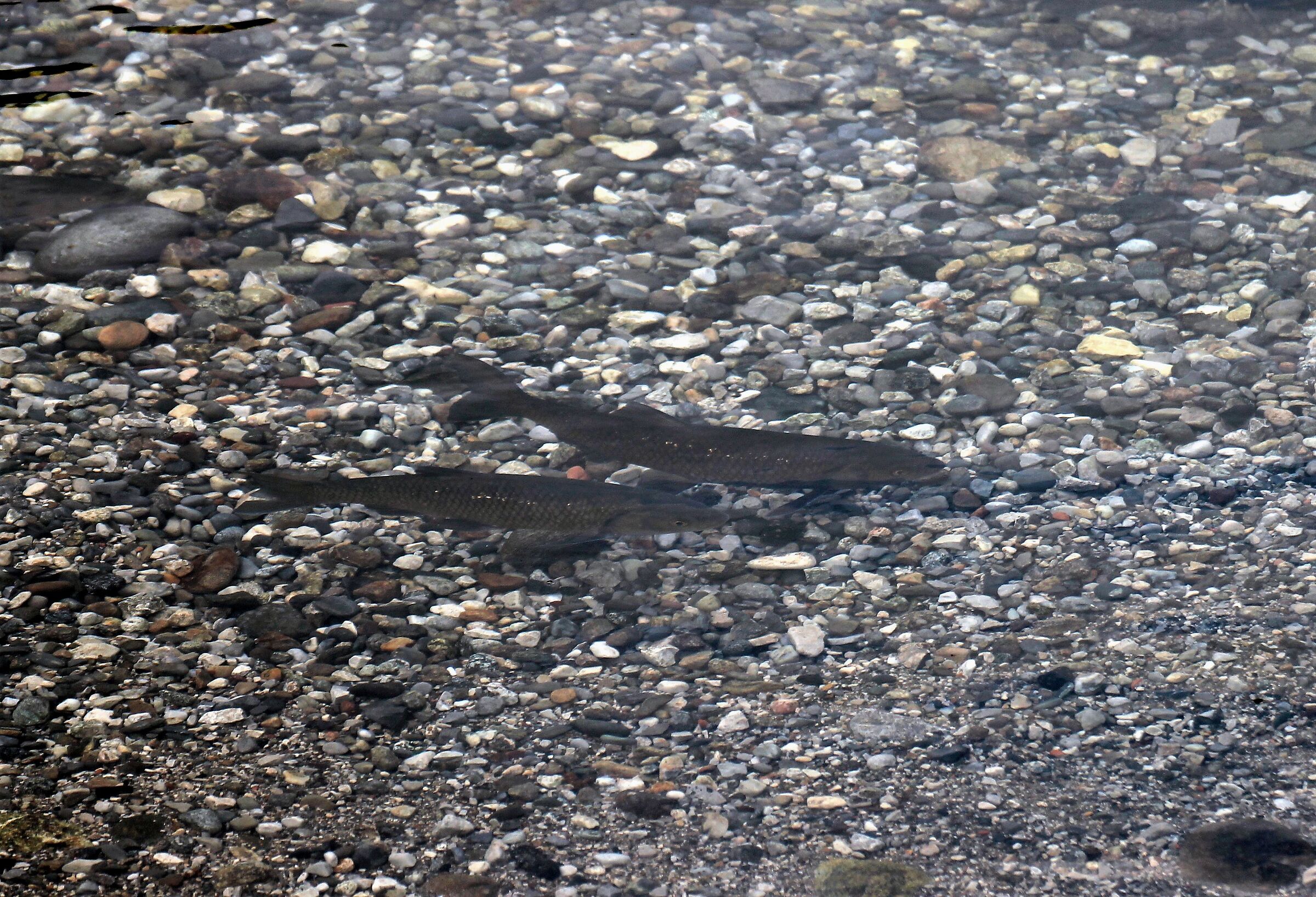 Deposizione delle uova