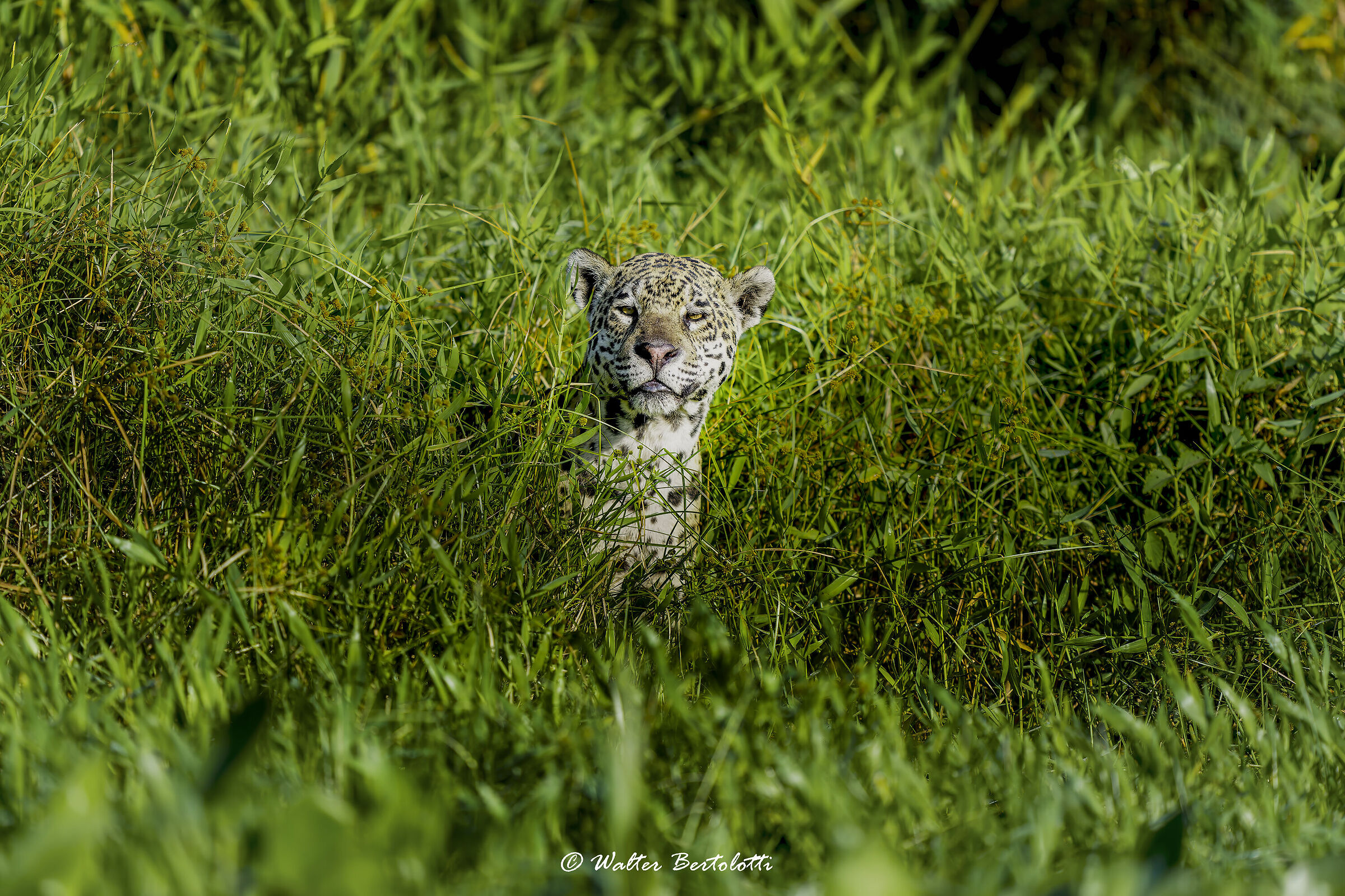 osservatore...osservato