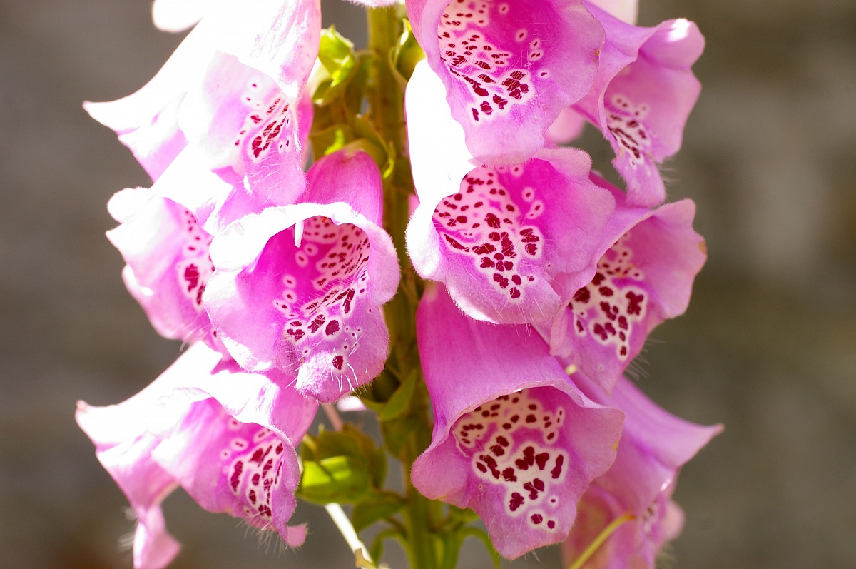 digitalis