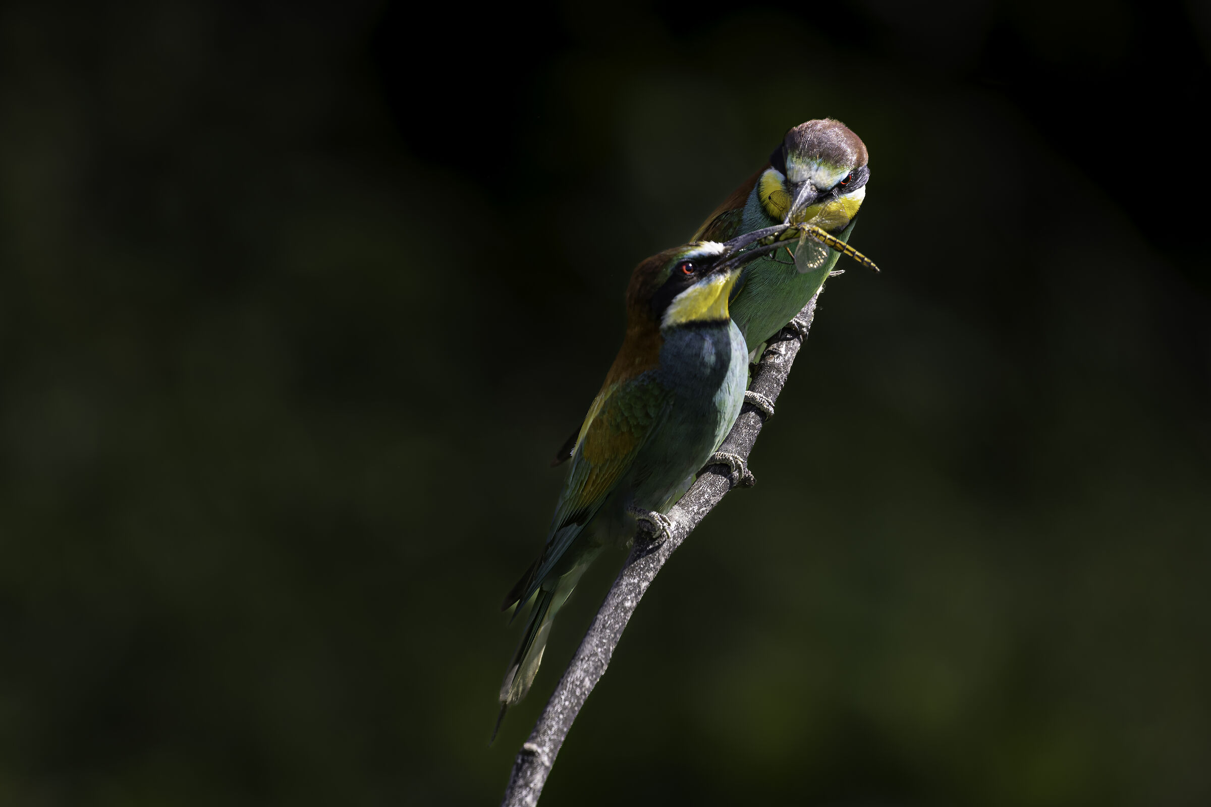 Bee-eaters